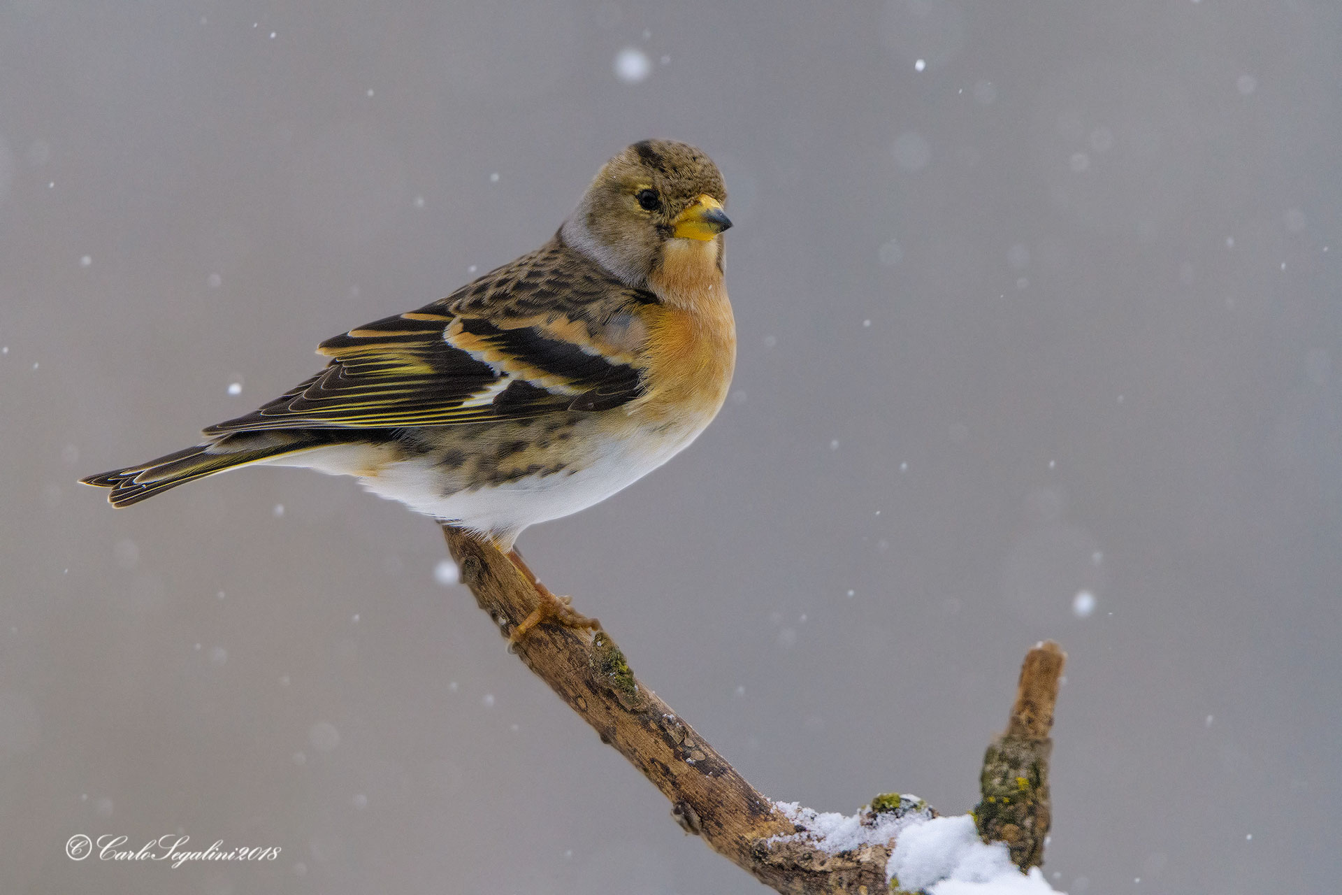 Peppola under a heavy snowfall