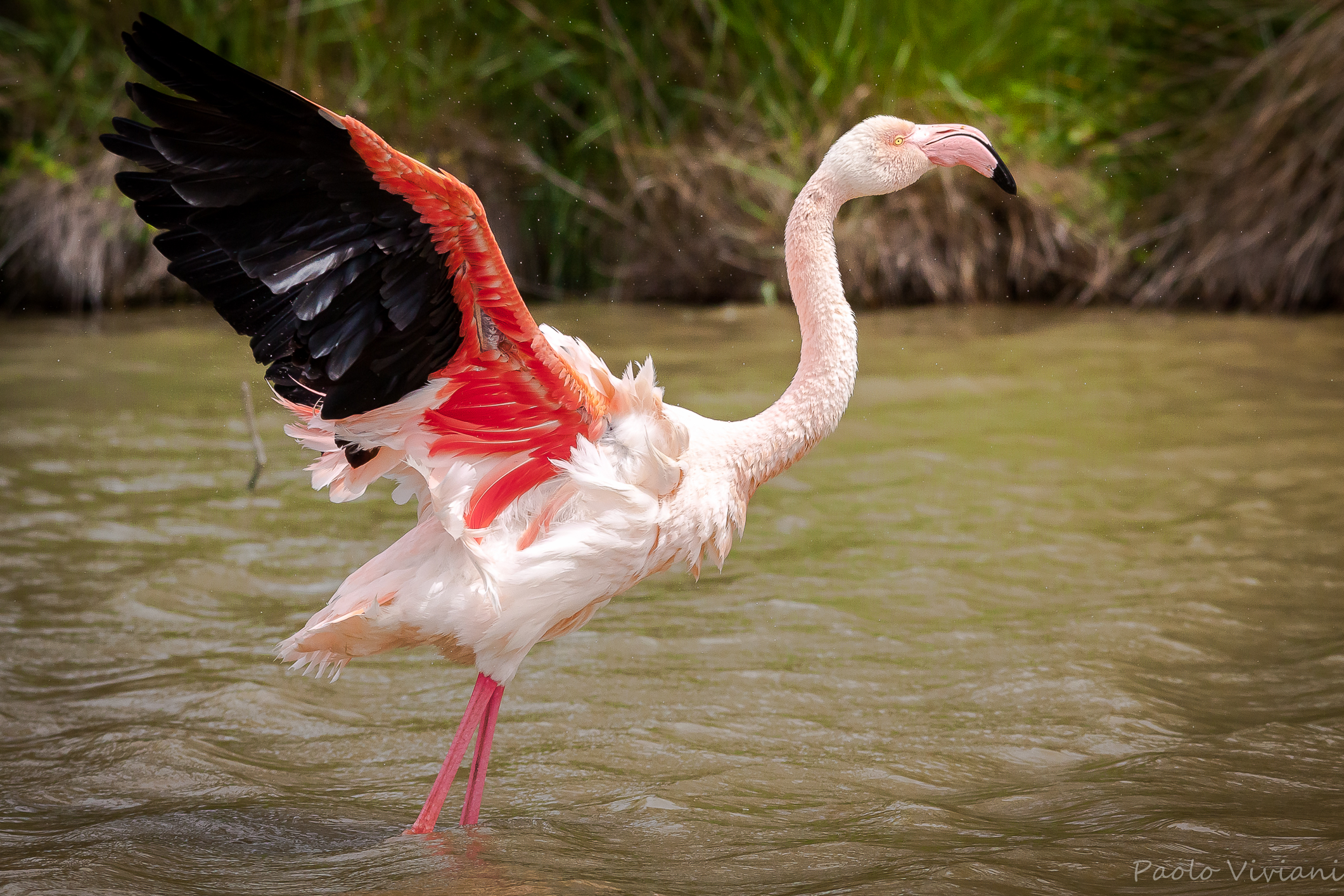 Ready to take flight ...