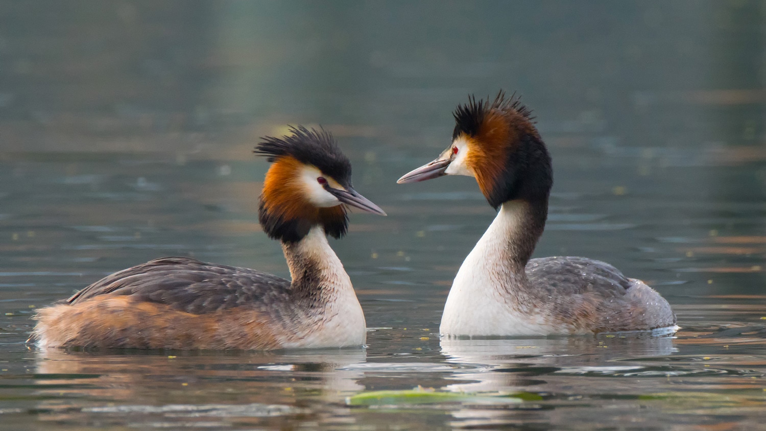grebes