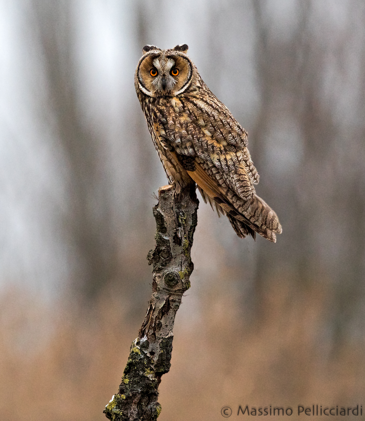 Long-eared owl on roost
