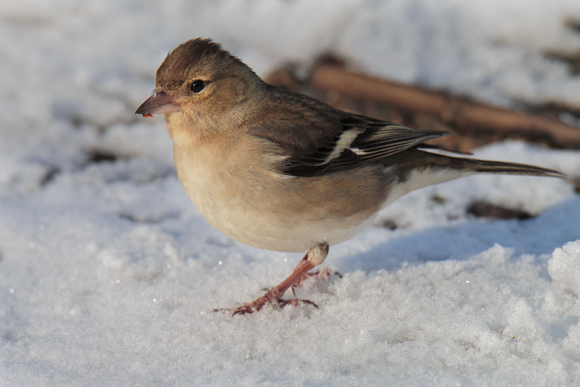 Walking on the snow (Fringuello f.)