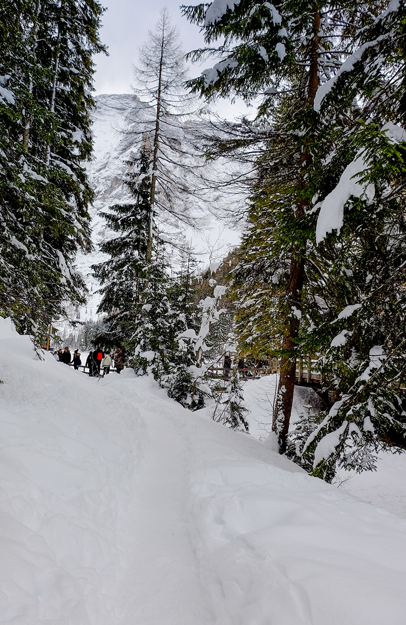 Passeggiando nel Bosco