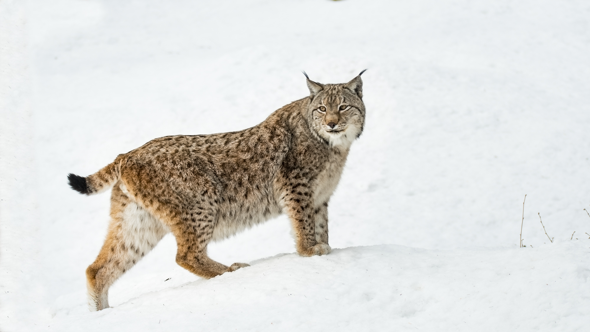 Lynx
