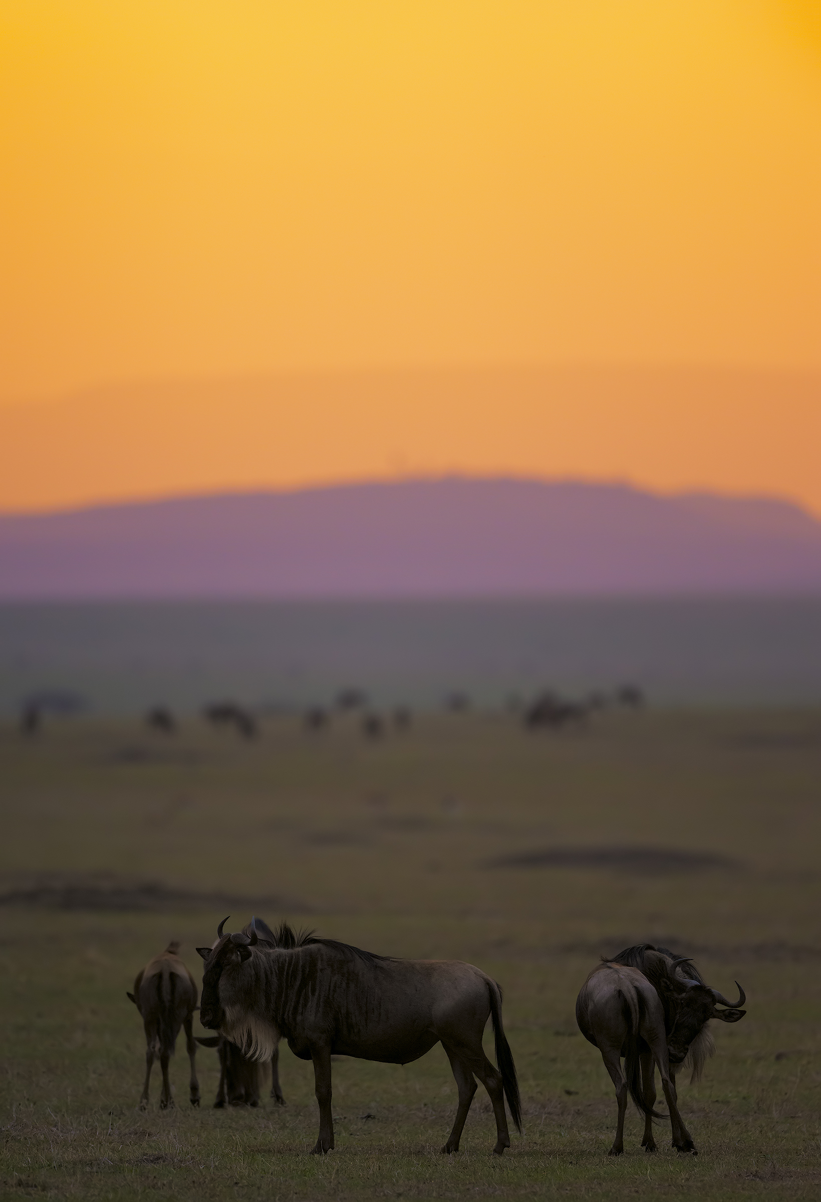 L'arancio e il viola