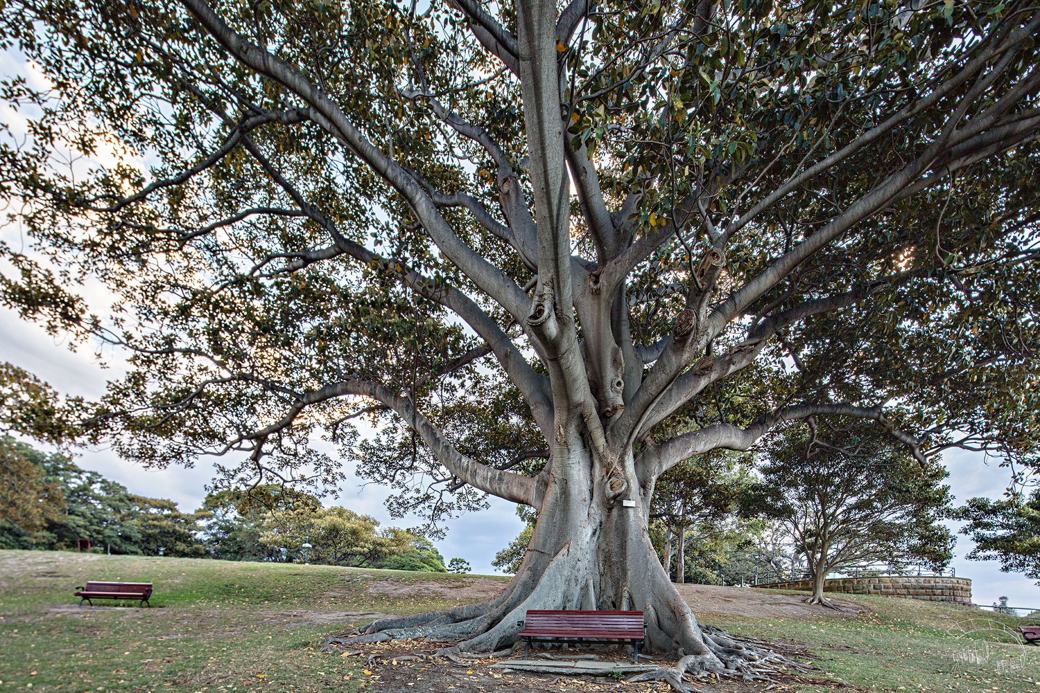Royal Botanic Gardens, Sydney