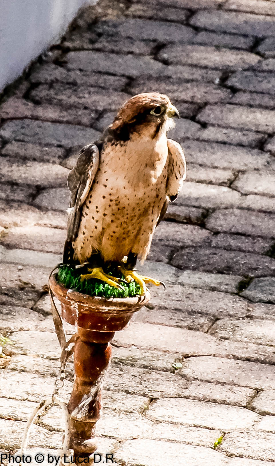 The hawk of the house