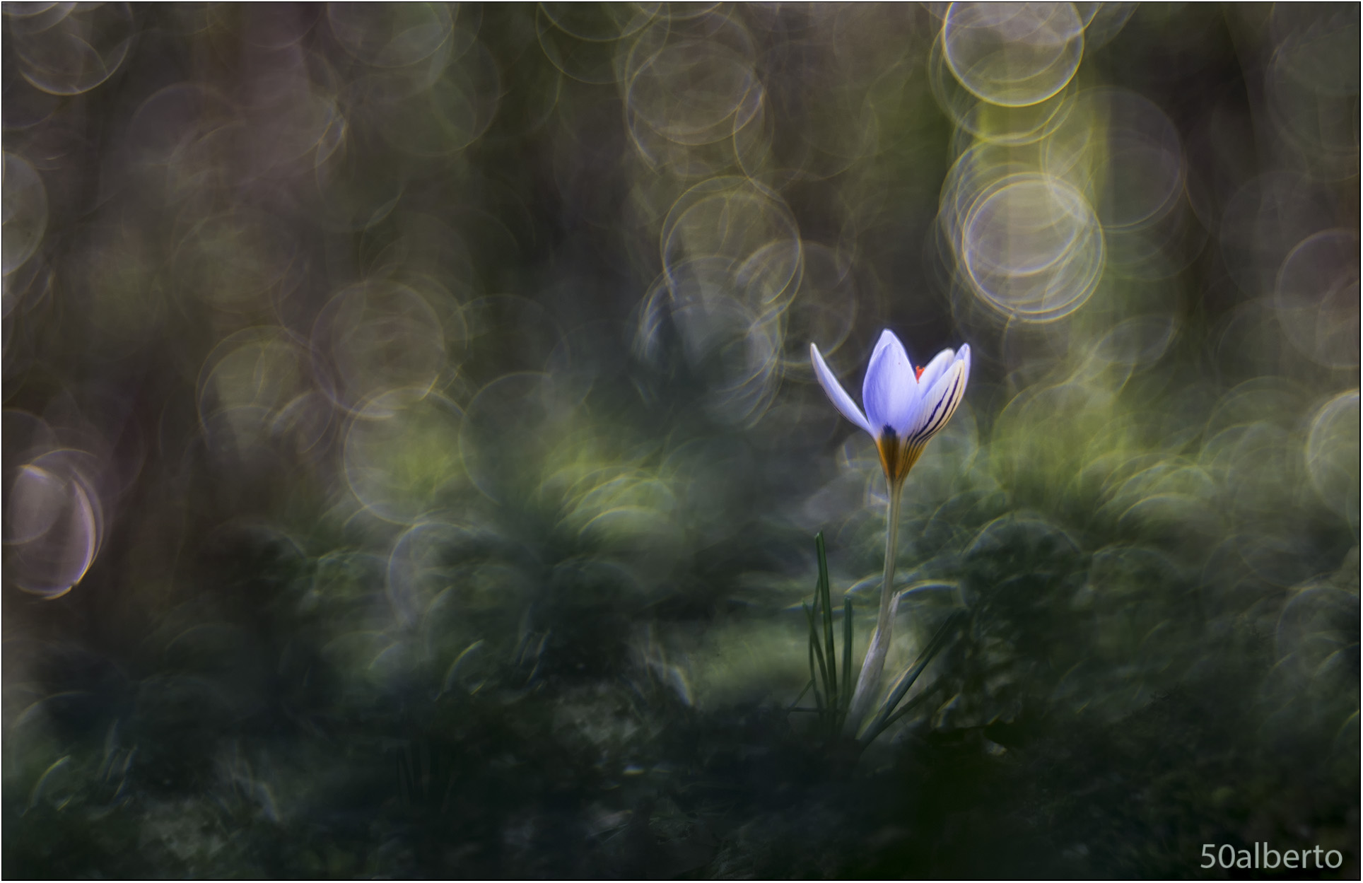 Crocus reticulatus
