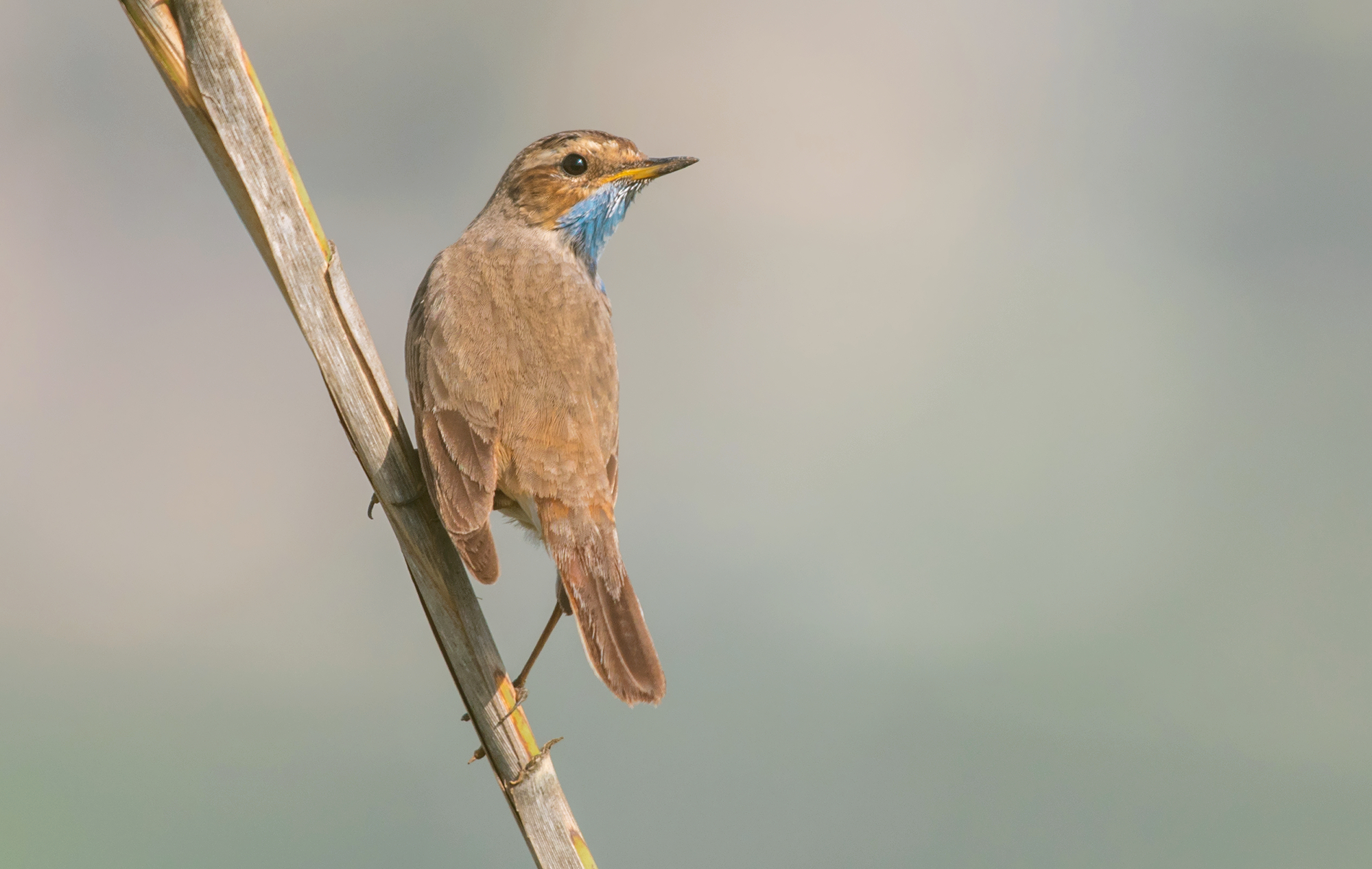 bluethroat