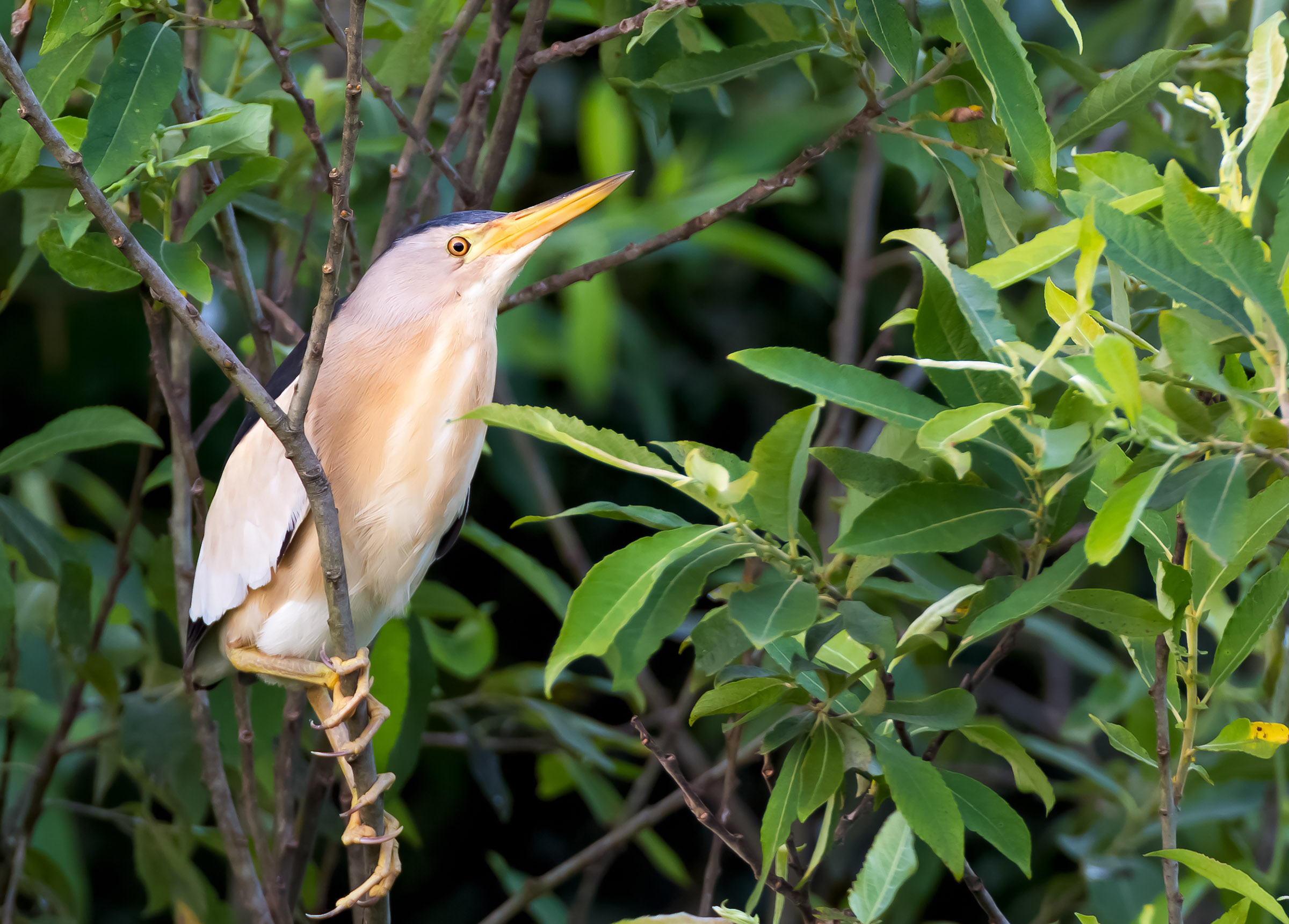little bittern