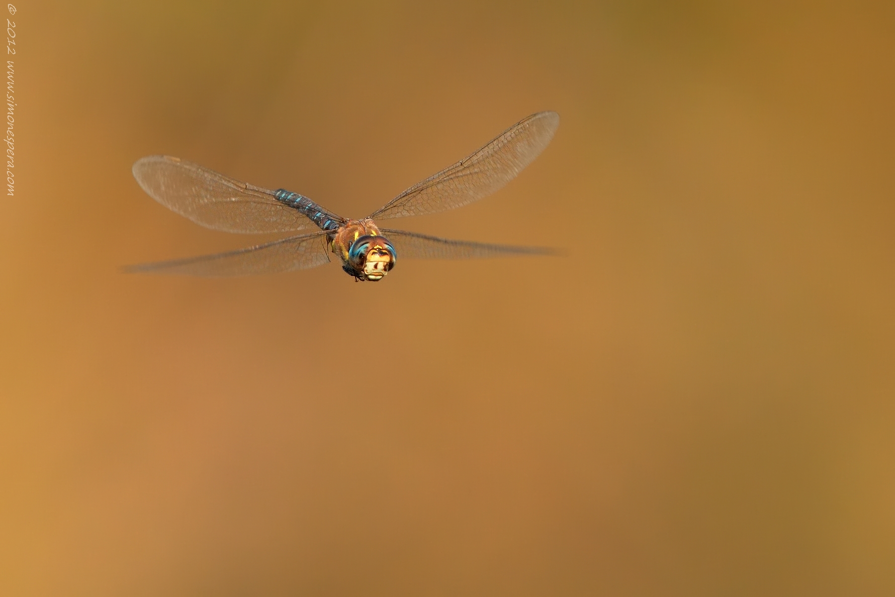 Aeshna mixta, flying ... 2