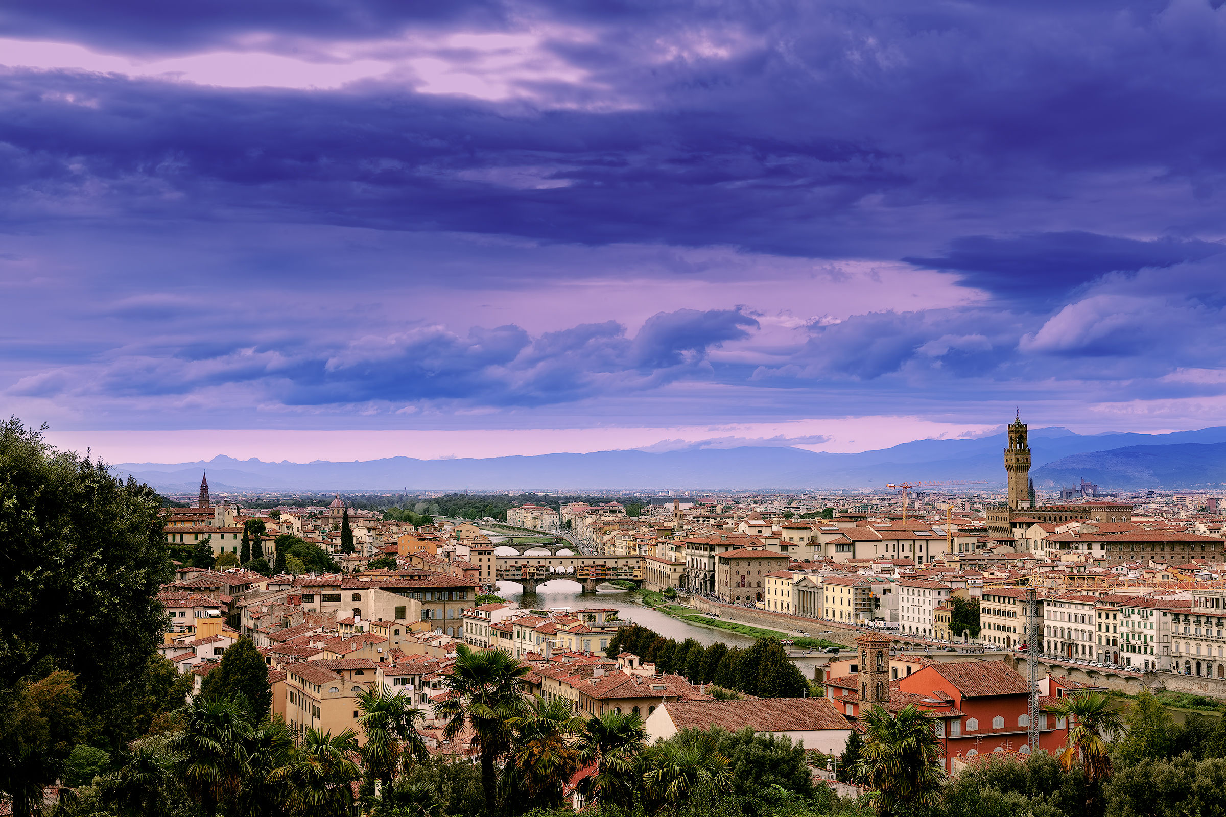 Purple Florence