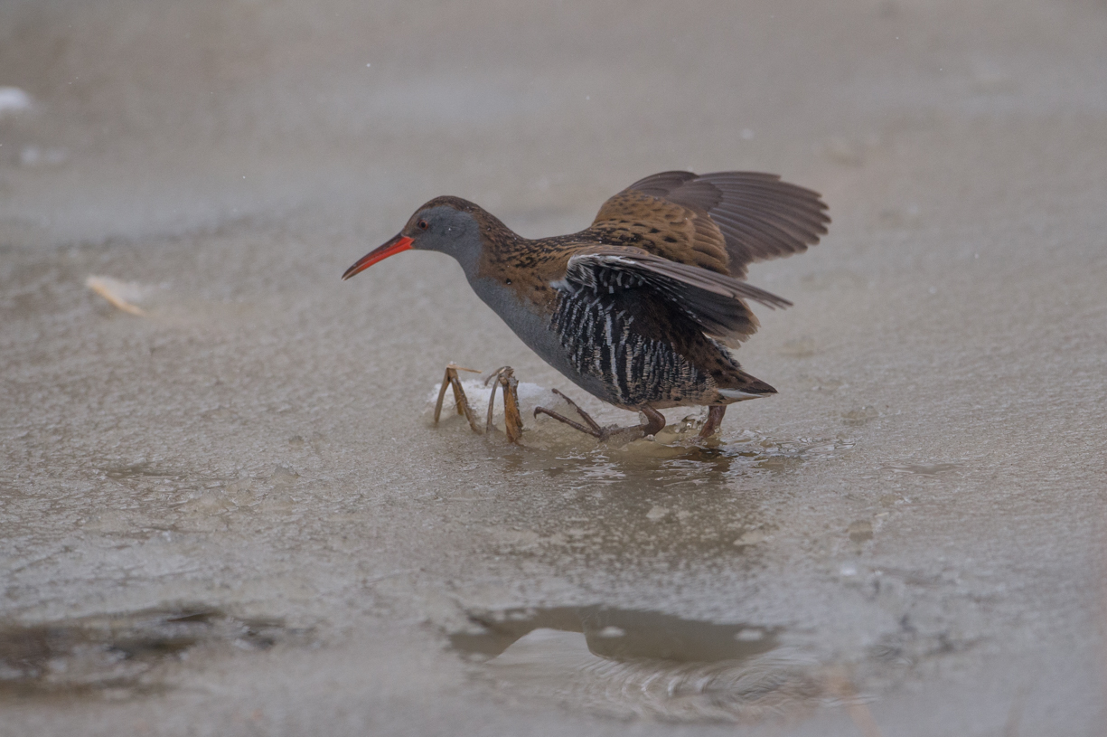 Water Rail
