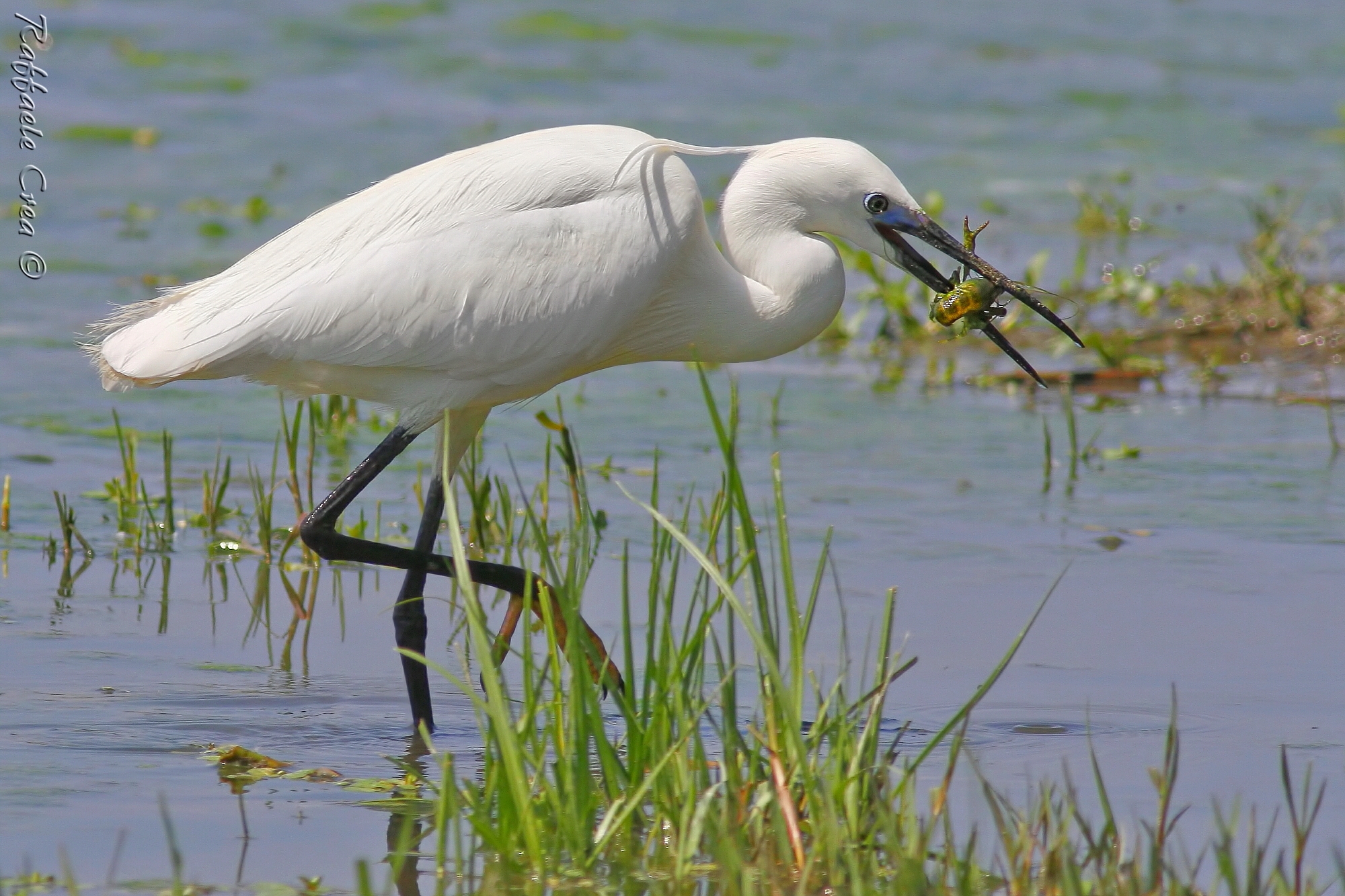 Little Egret with Shrimp
