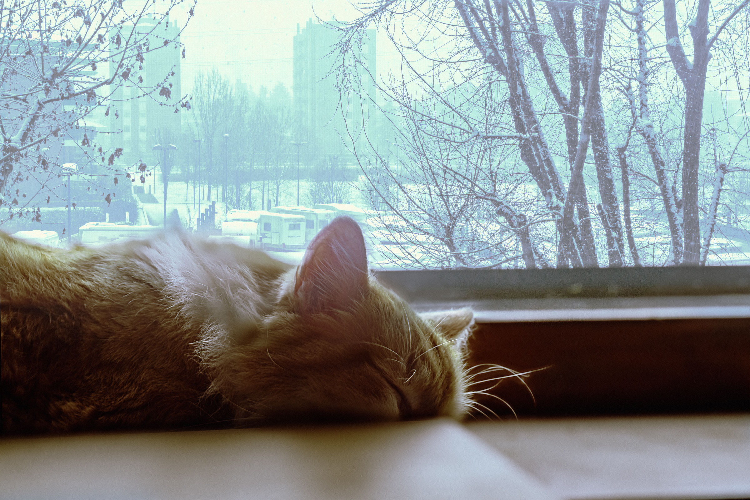 The sense of Micione for the snow