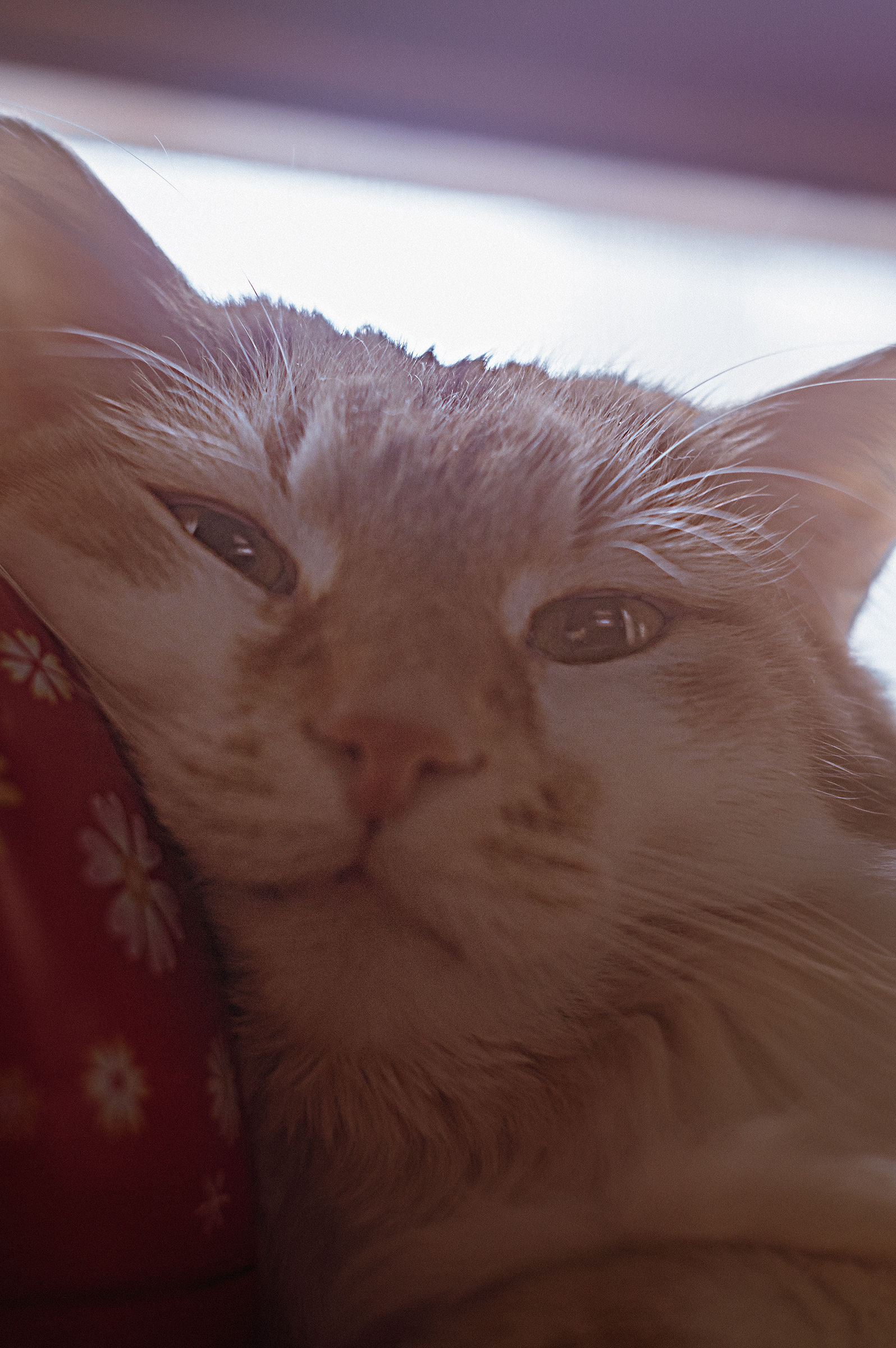 But when does this snow end?