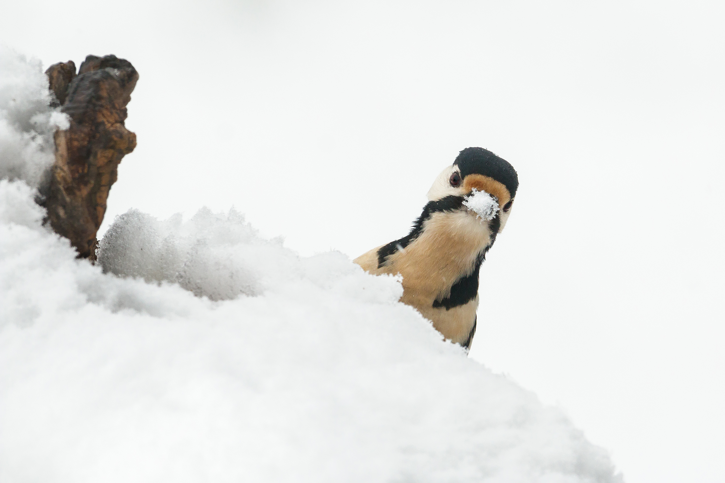 the little guy with the vice