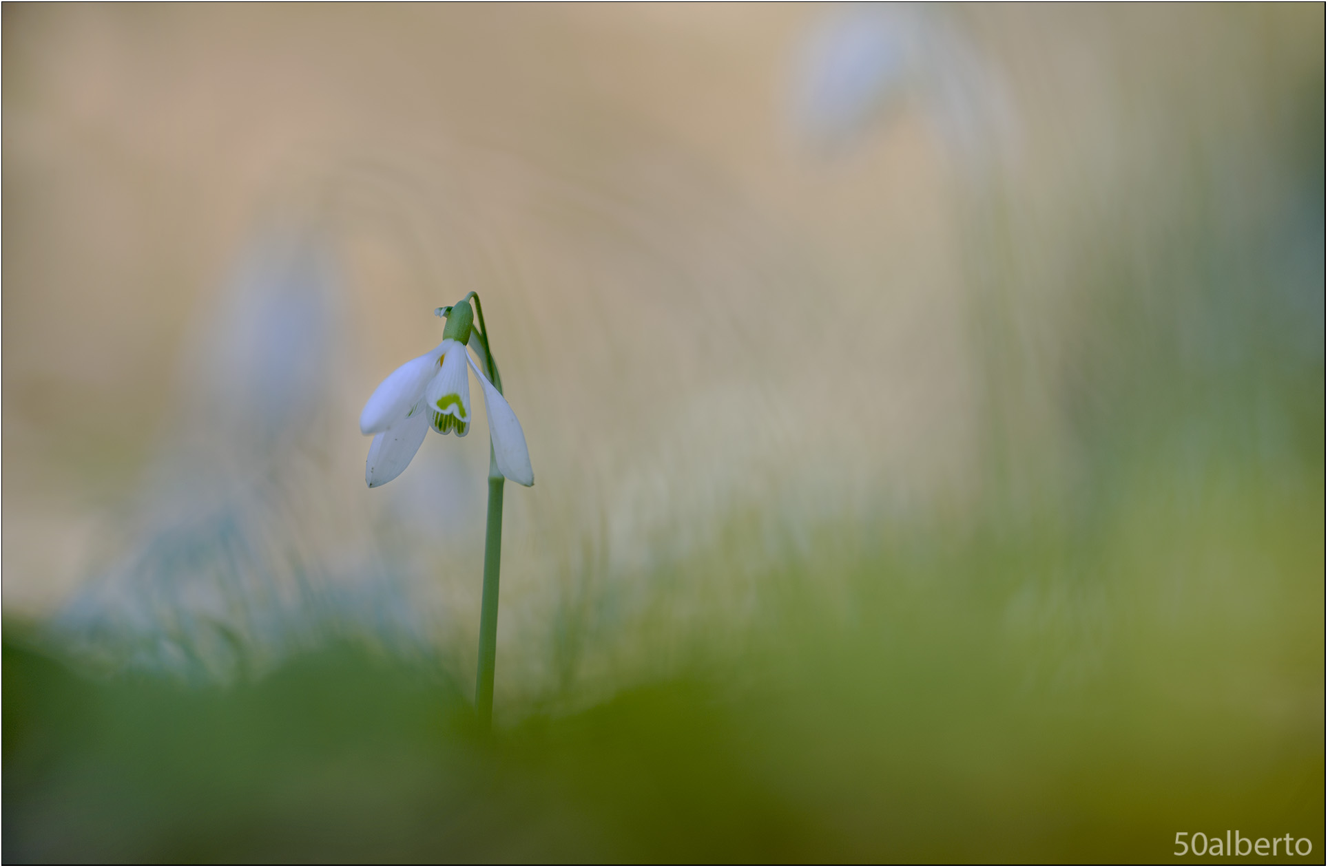 Galanthus nivalis