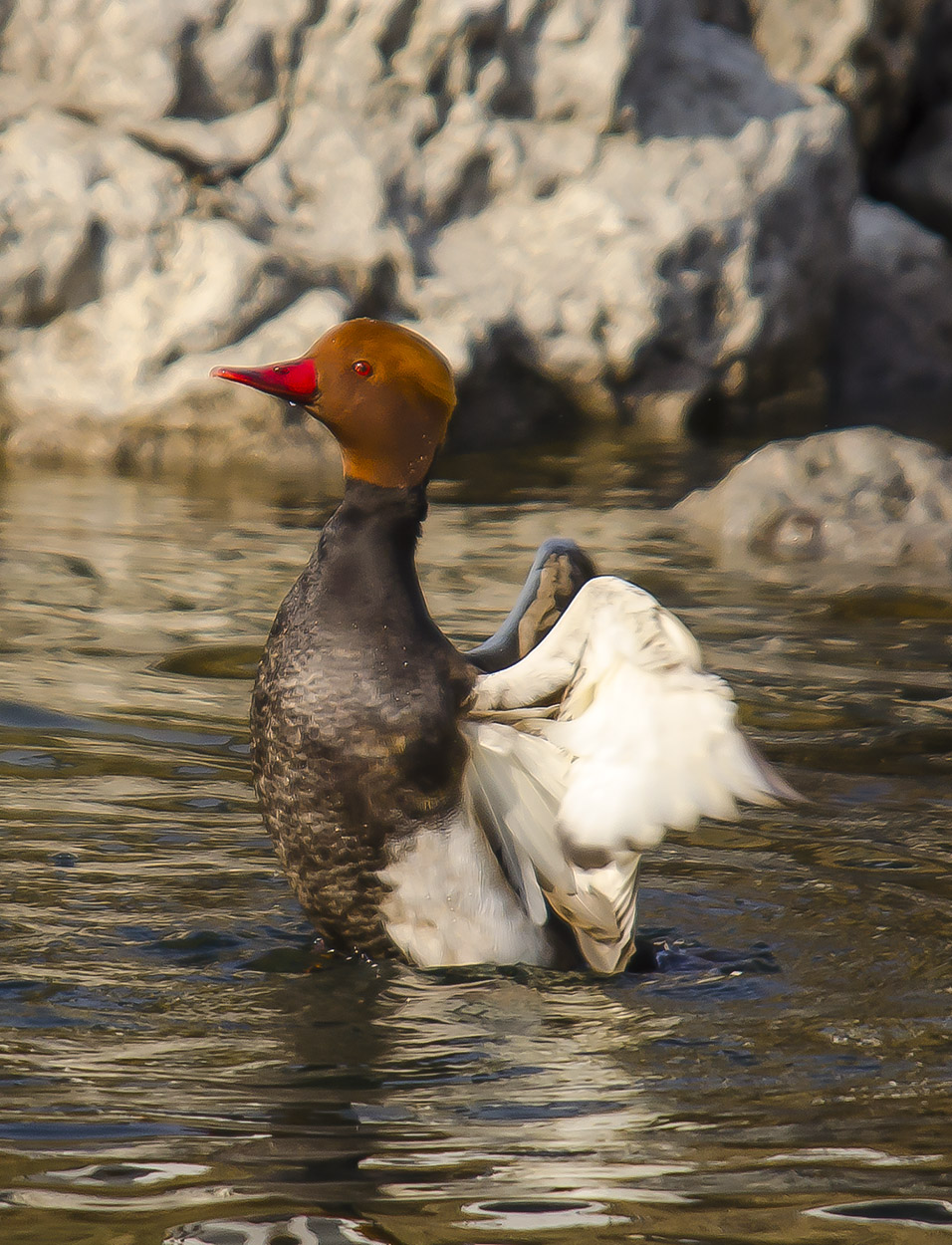 Fistione turco in p osa