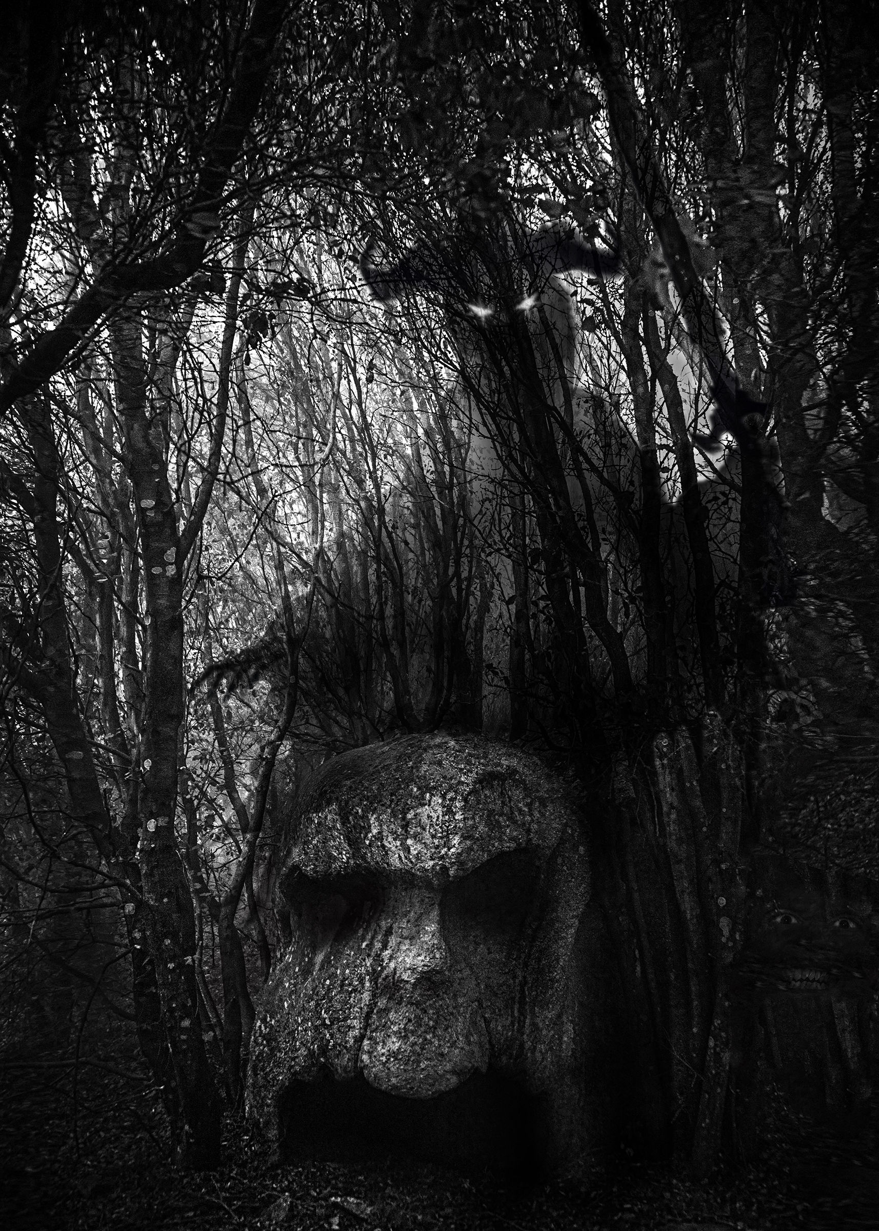 A shadow in the woods