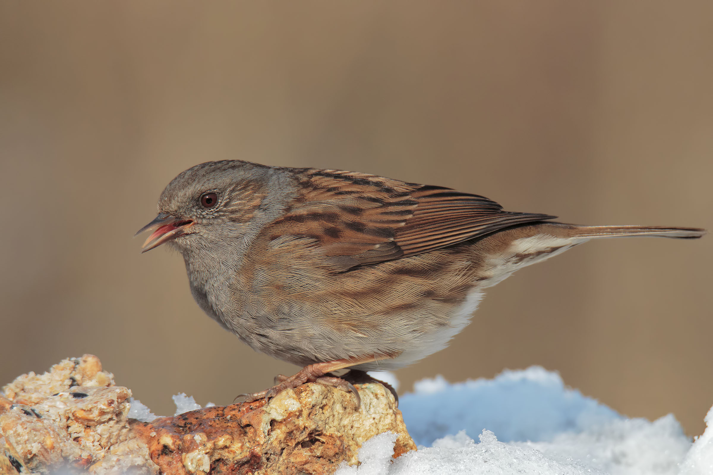 Passera Scopaiola in the snow