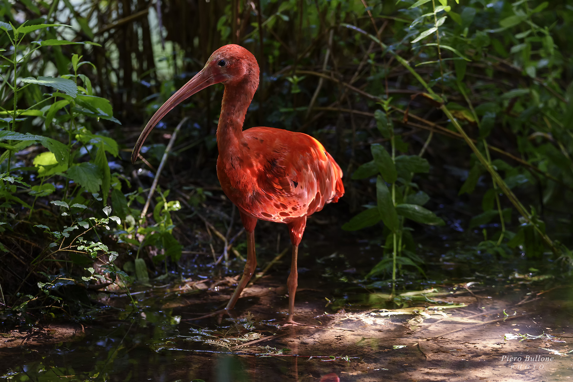 ibis rosso o scarlatto