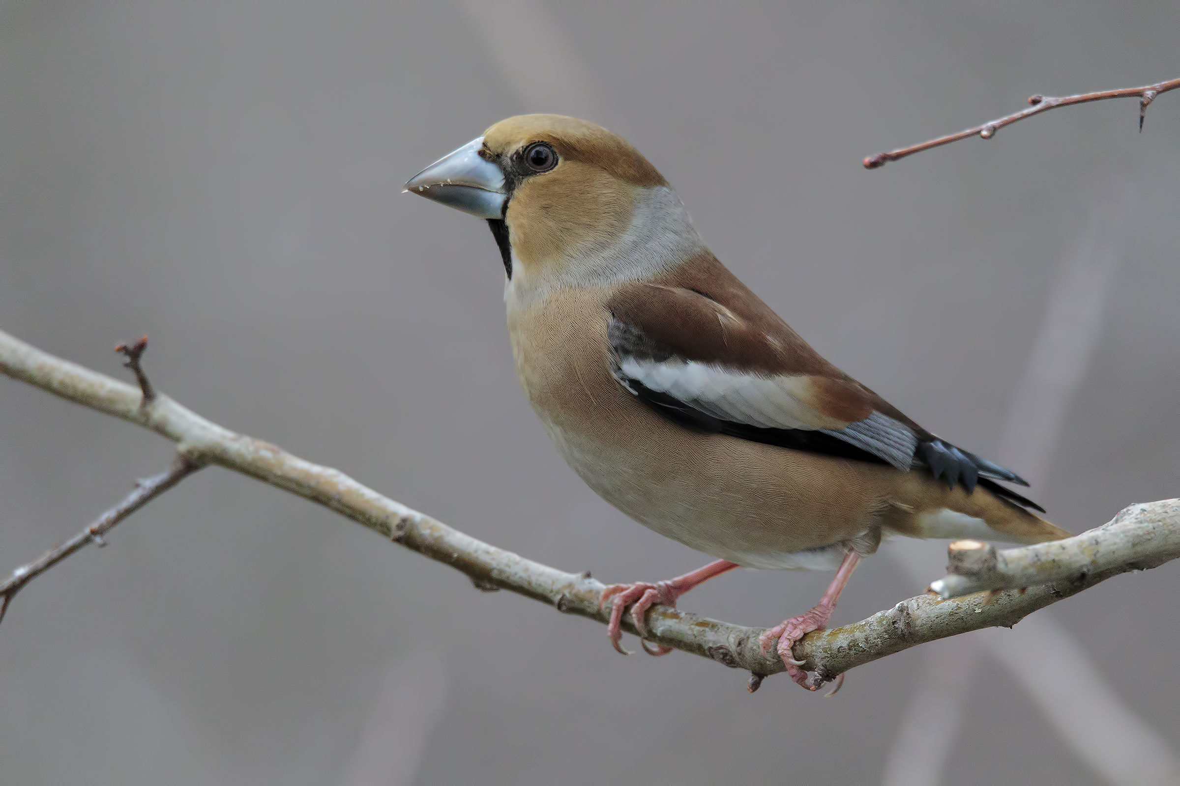 Hawfinch