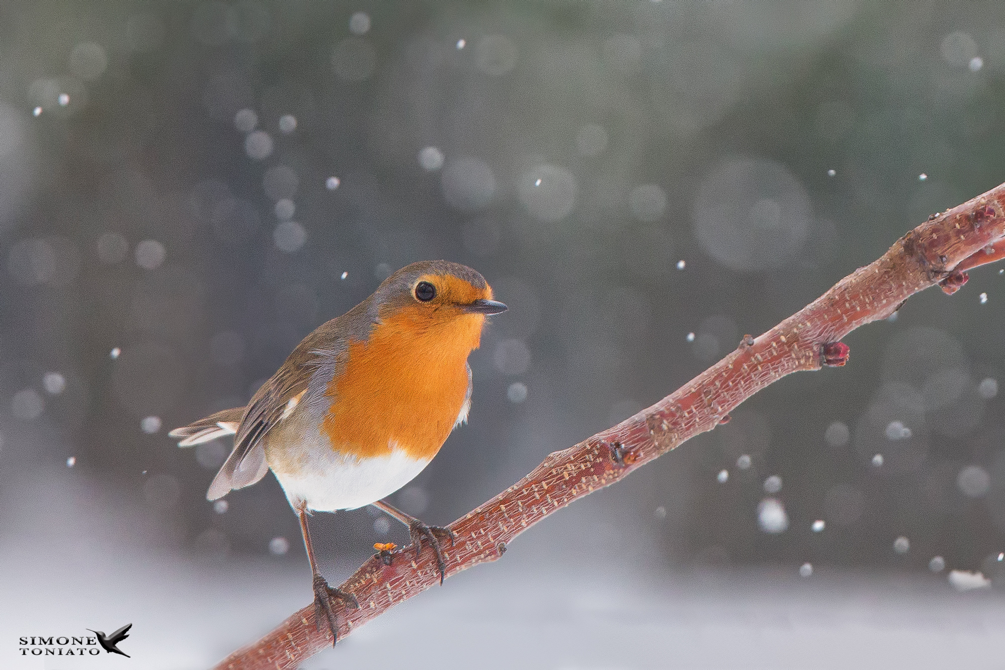 Pettirosso in ambiente invernale