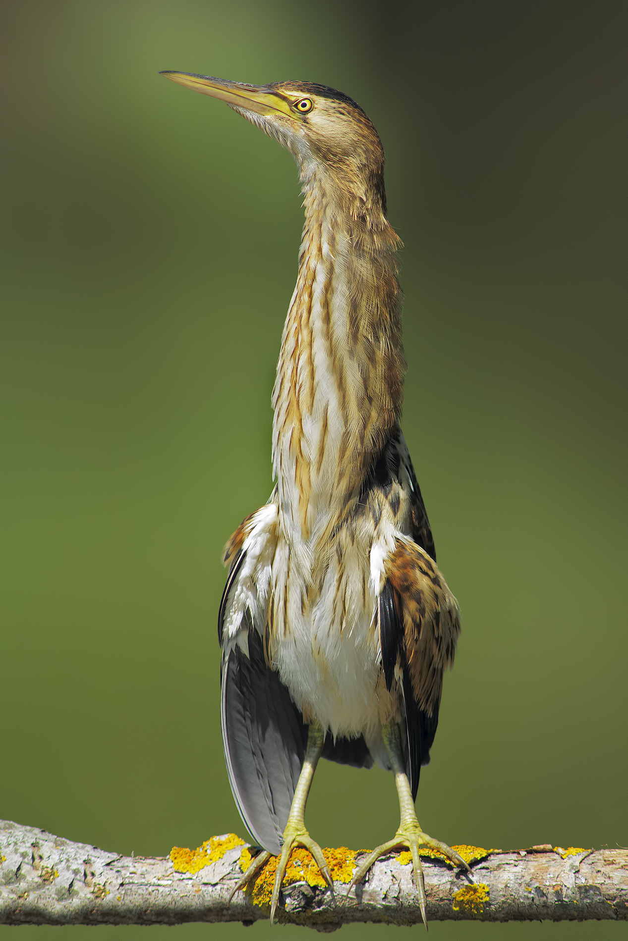 Bittern