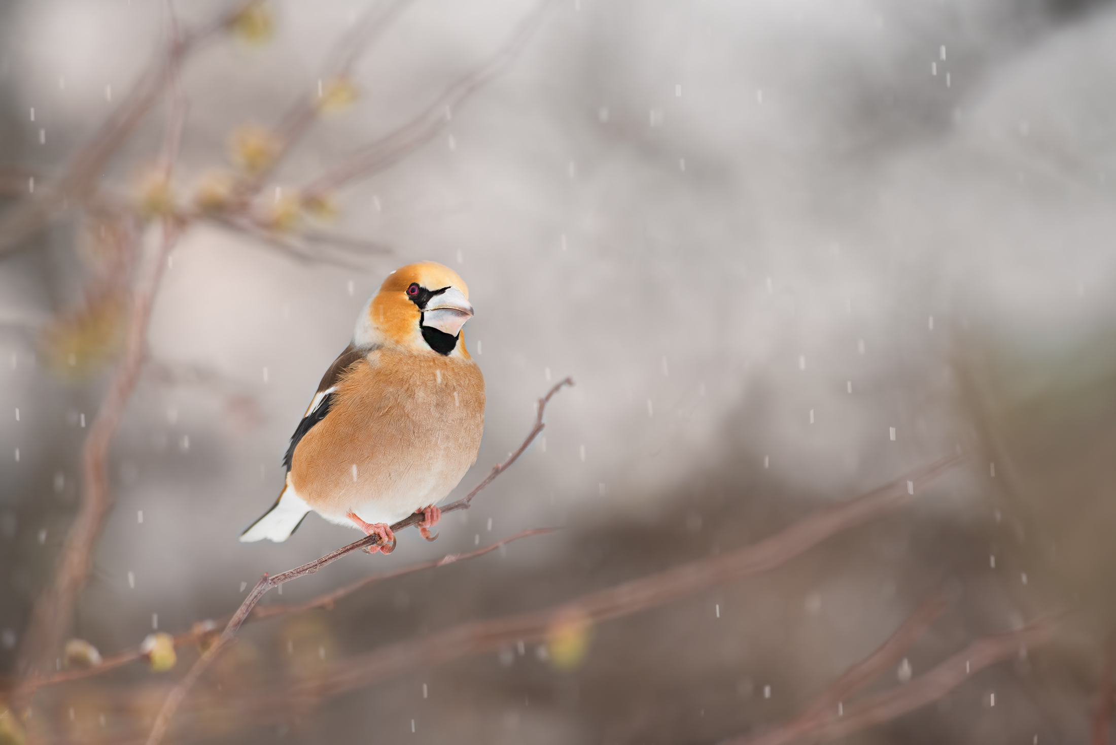 Frosone in the snow...