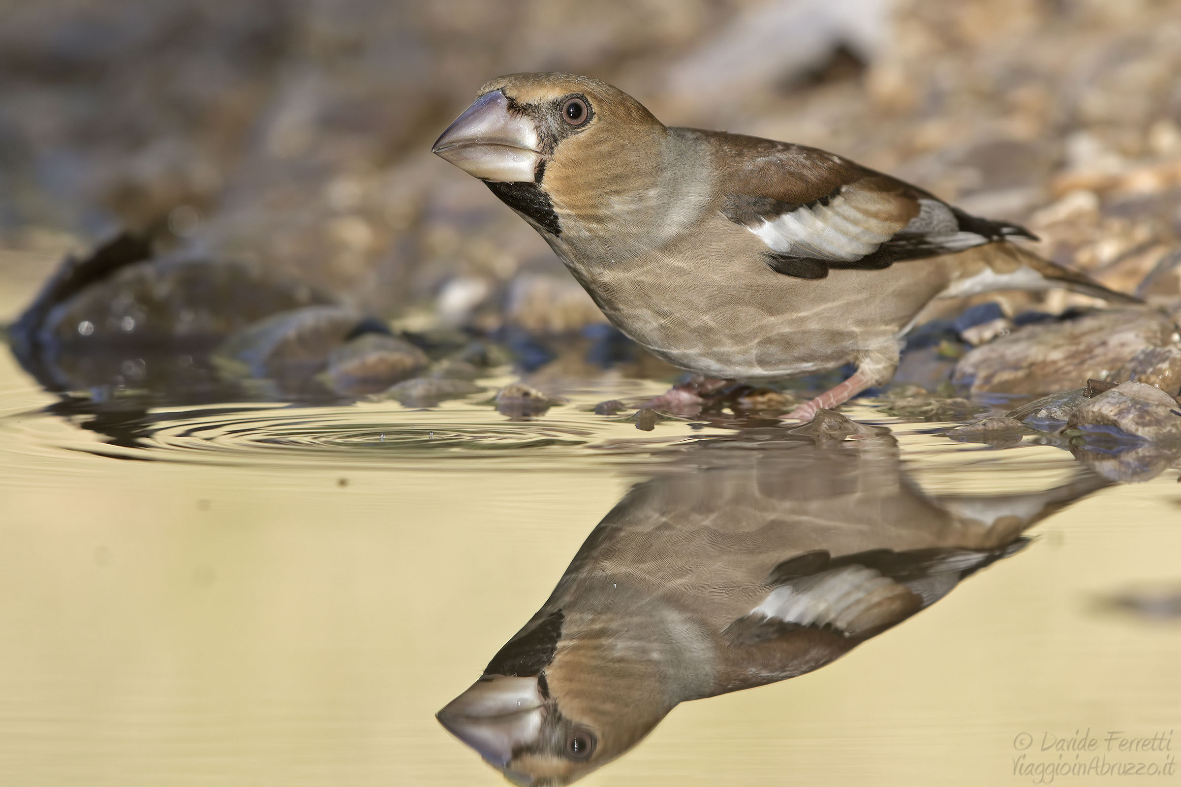Frosone femmina (Hawfinch, female)
