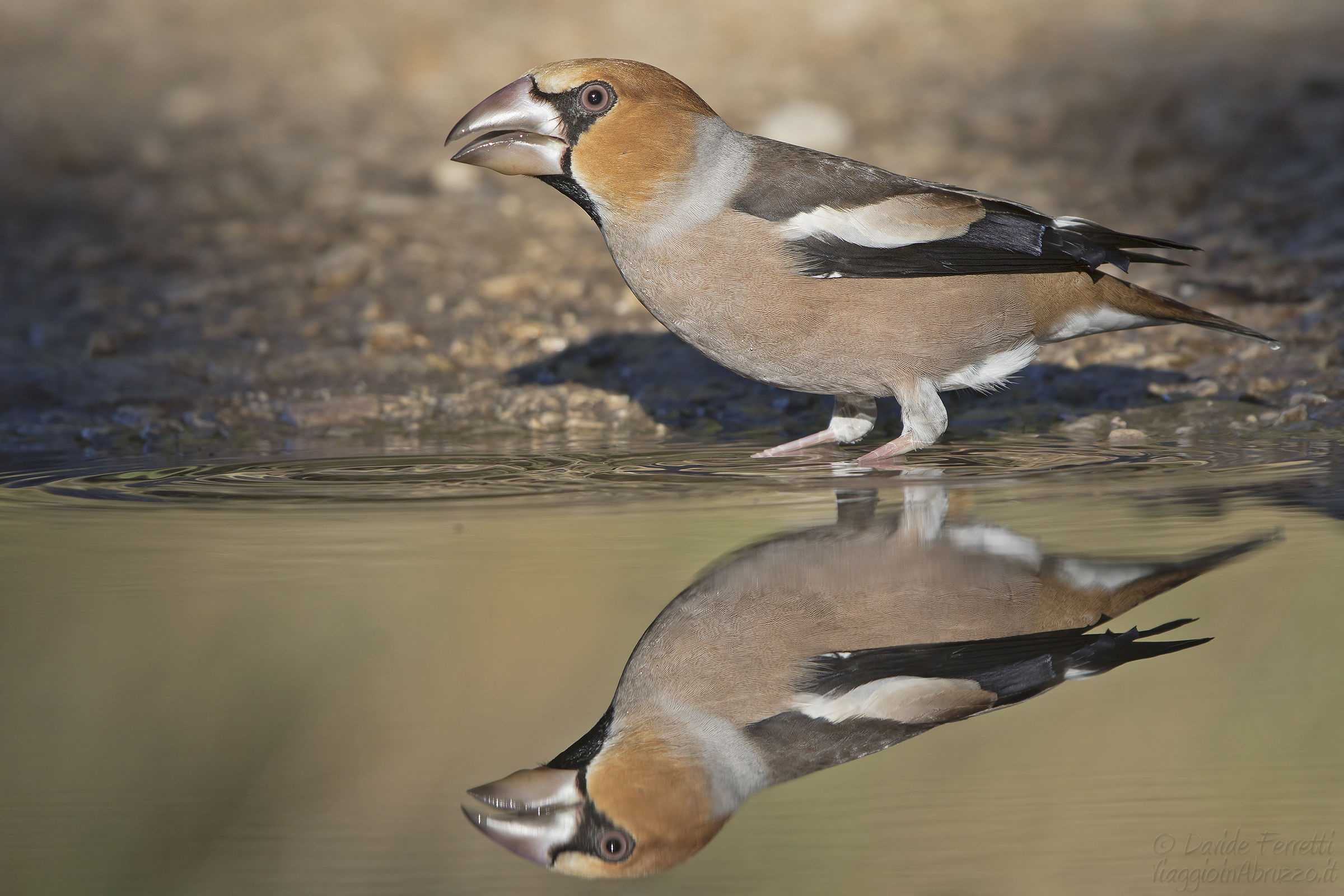 Il frosone e il suo doppio (Hawfinch, male)