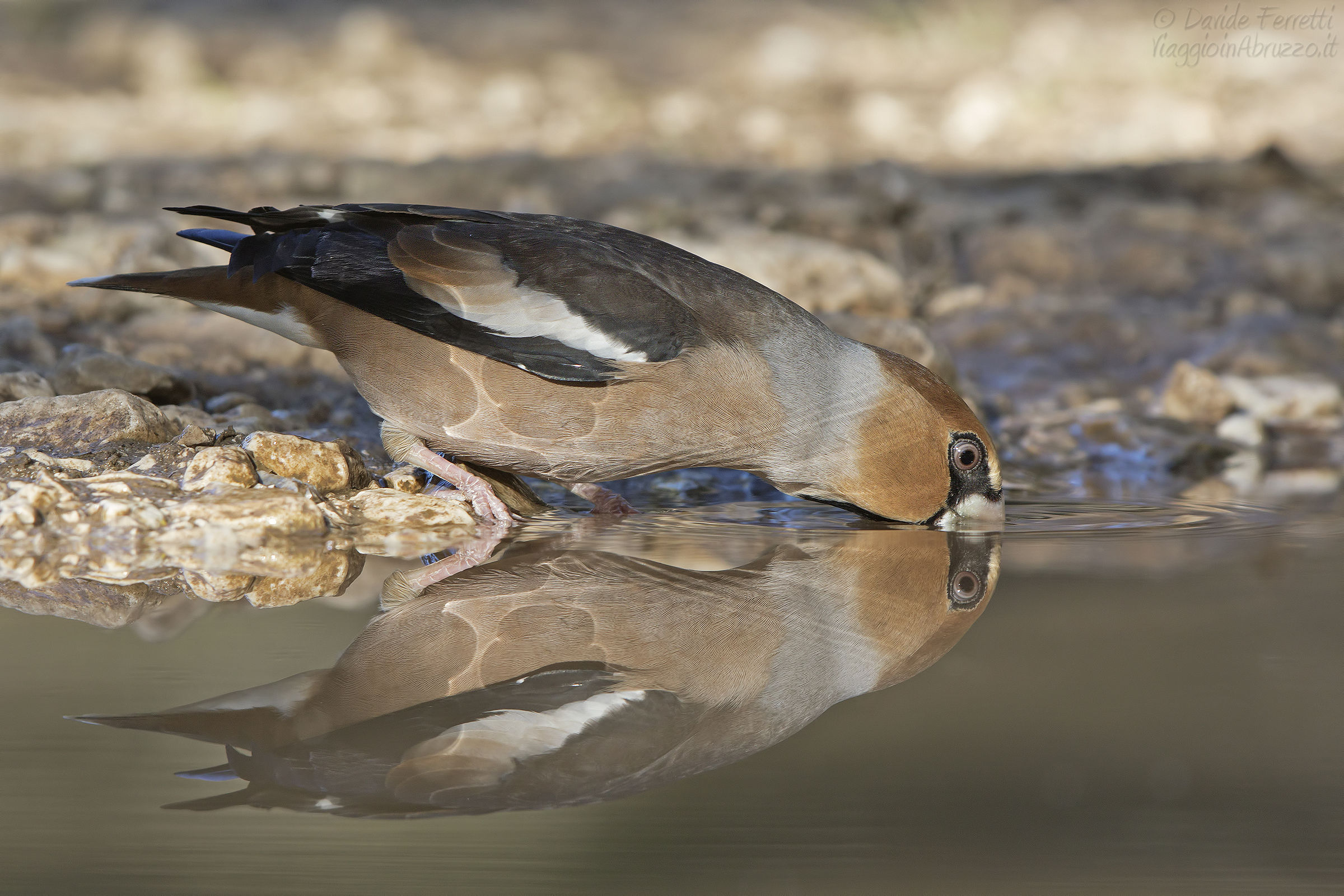 Frosone maschio (Hawfinch, male)