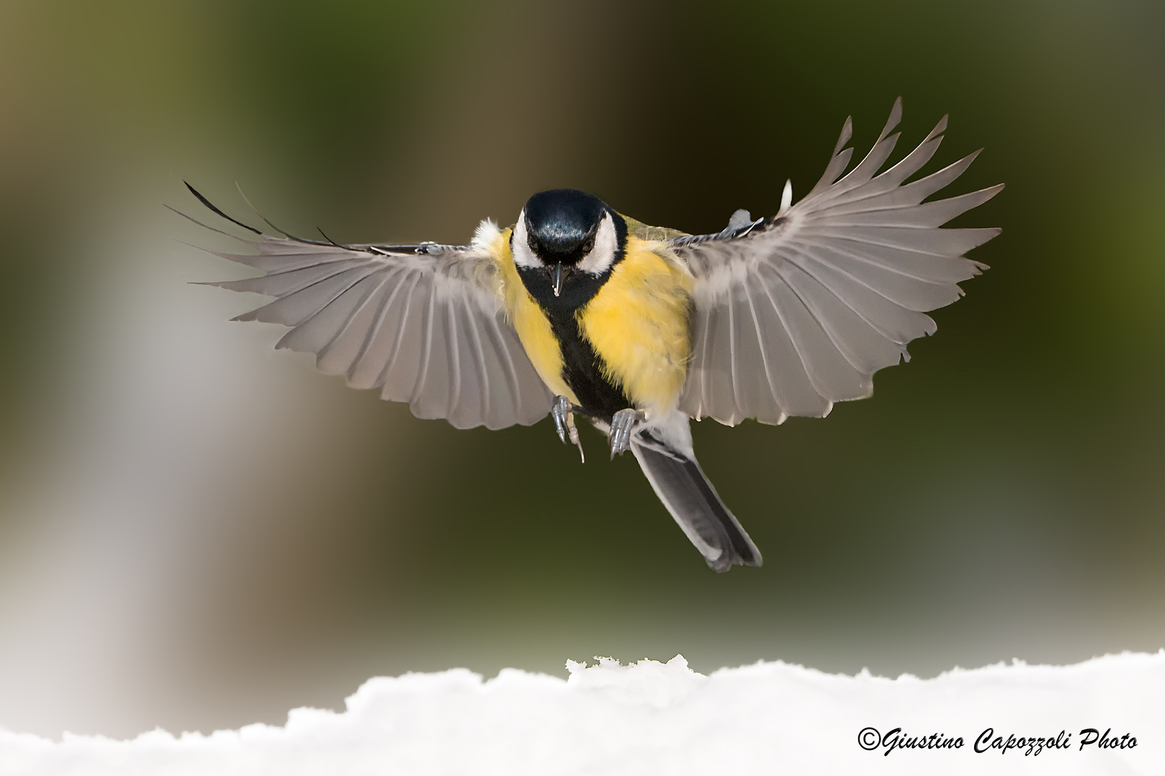 great tit landing after the snowfall