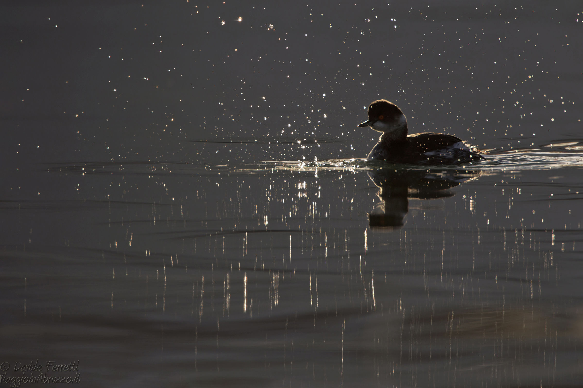Pioggia di luce  (Black-necked Grebe)