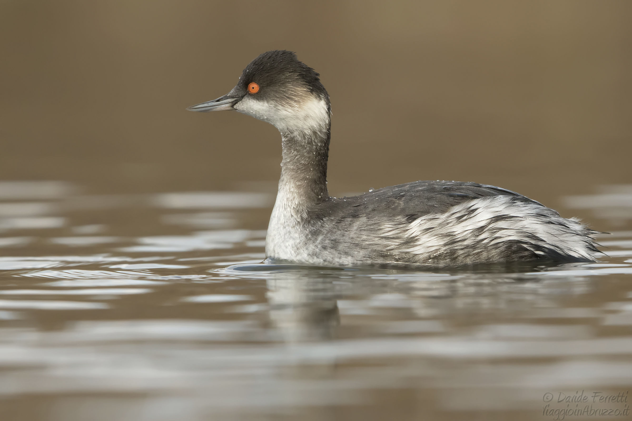 Svasso piccolo  (Black-necked Grebe)
