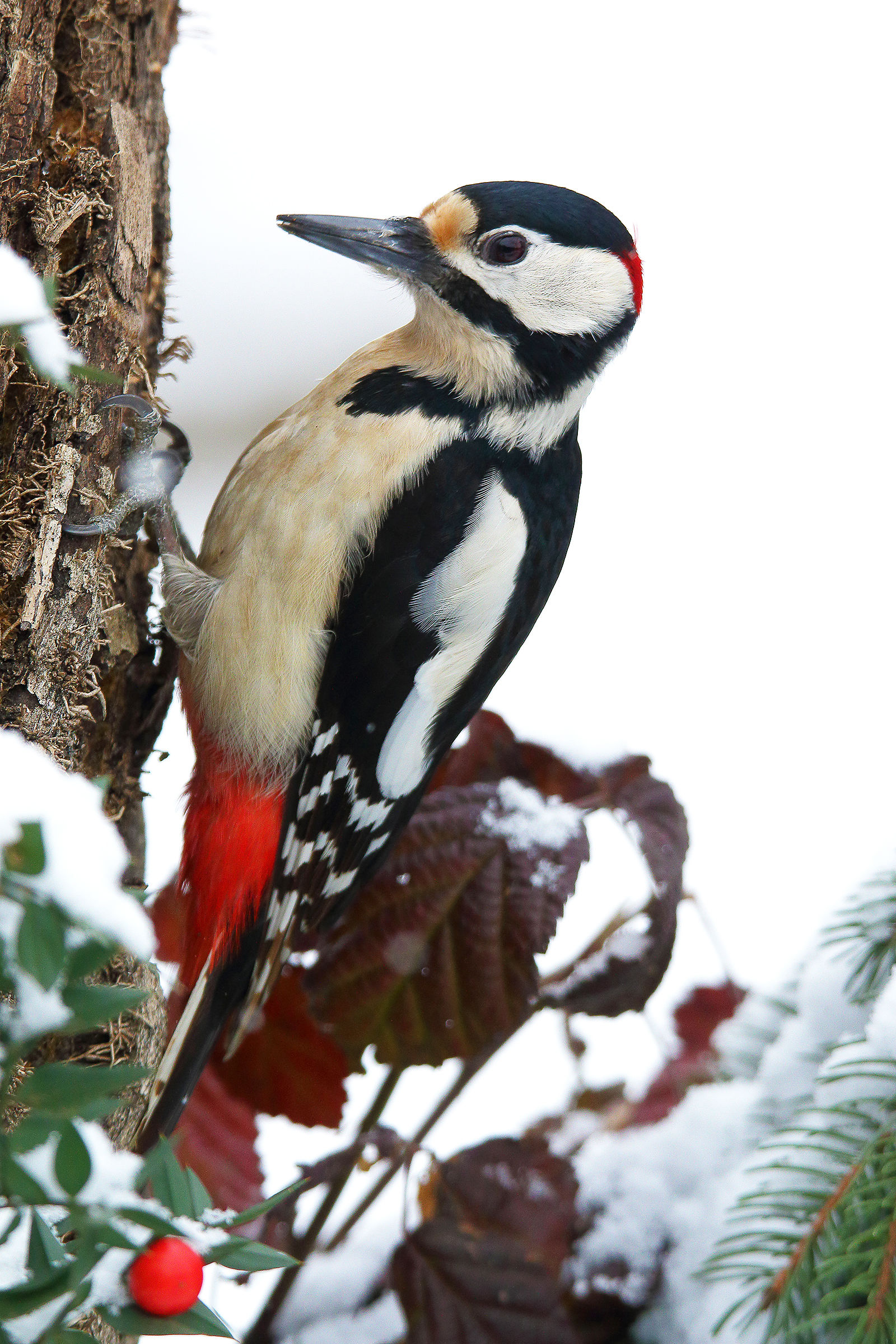 woodpecker and the snow