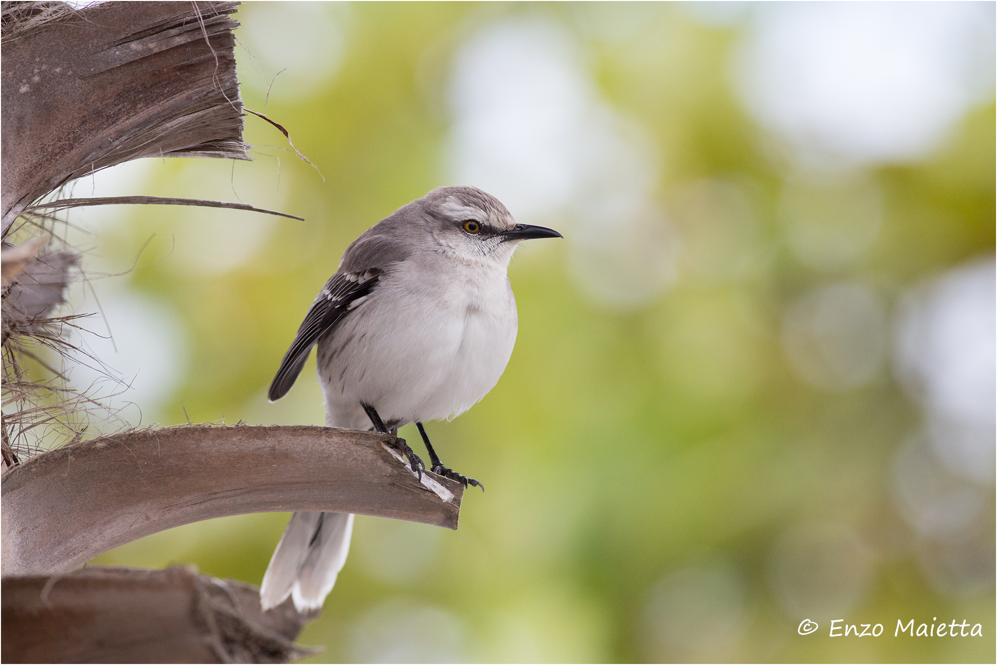 Tropical Mockingbird