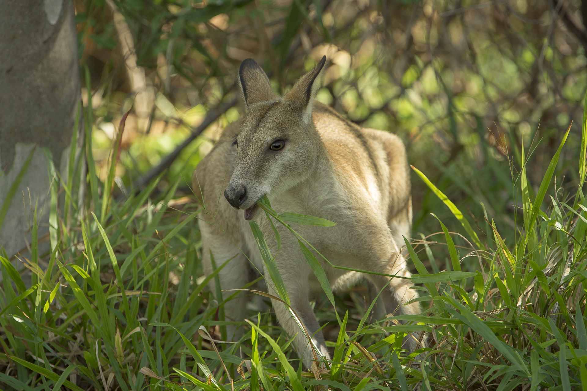 Katherine Gorge
