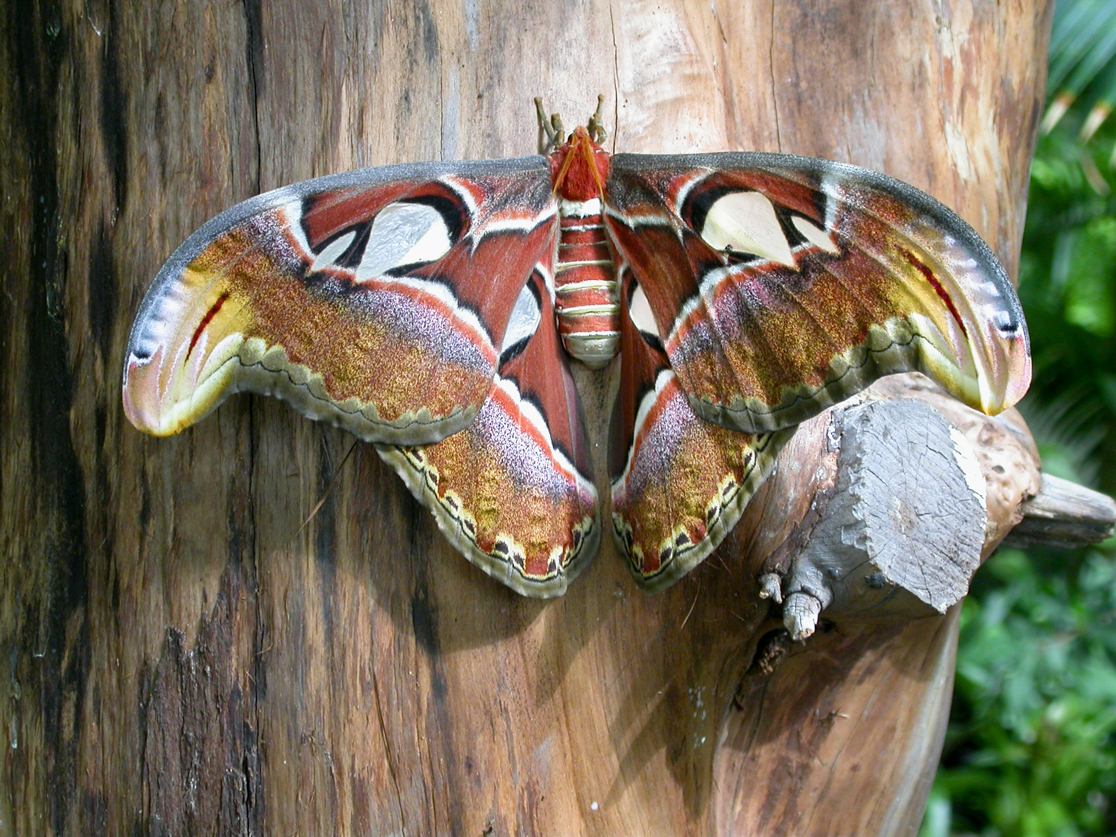 Farfalla cobra (Attacus atlas)