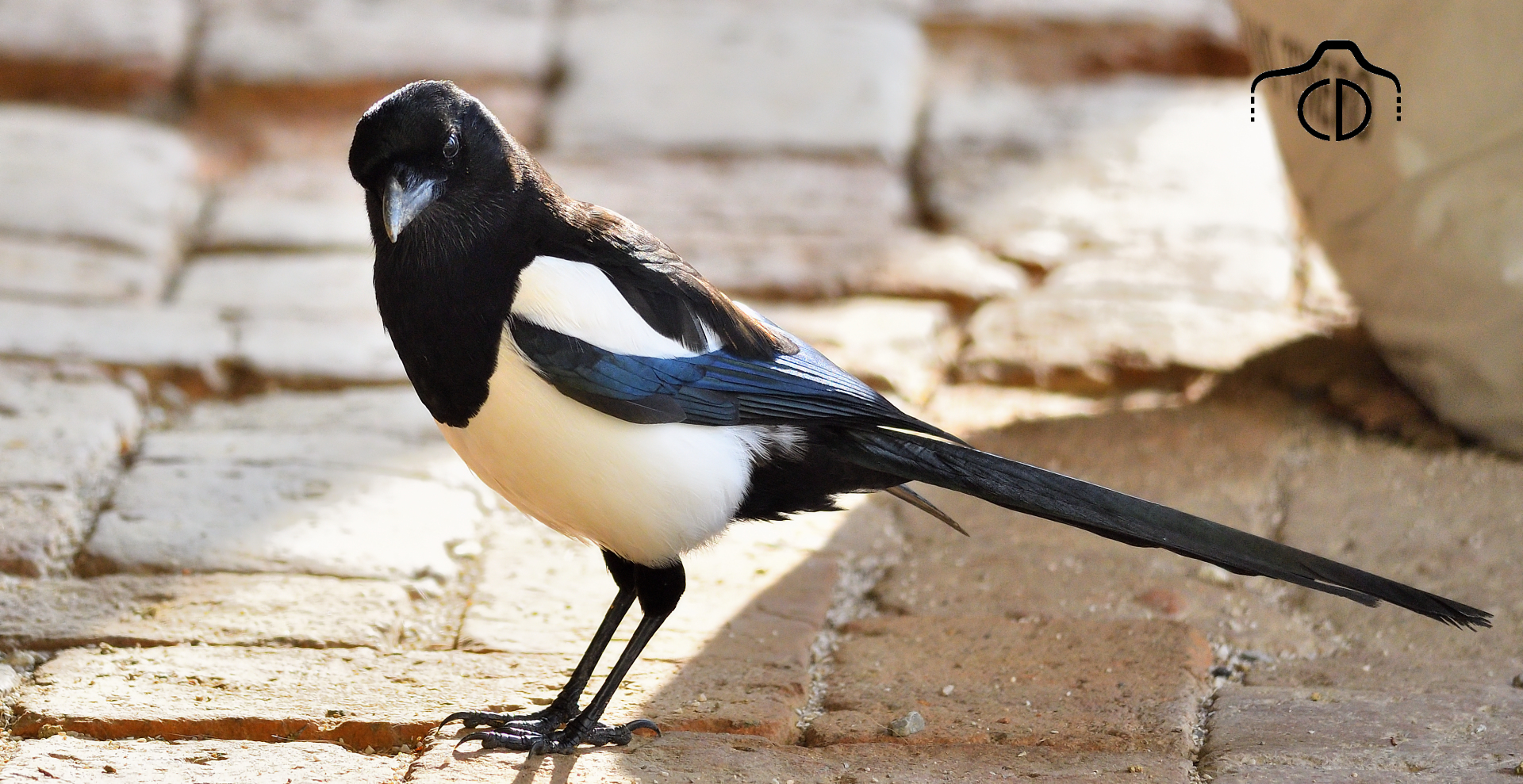 Magpie