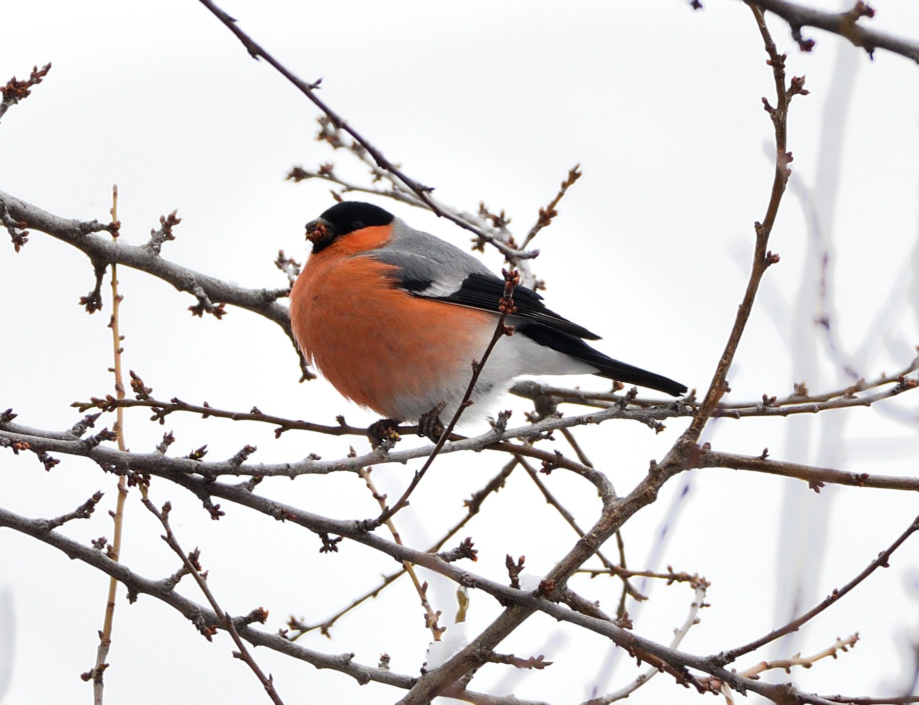 Male bullfinch