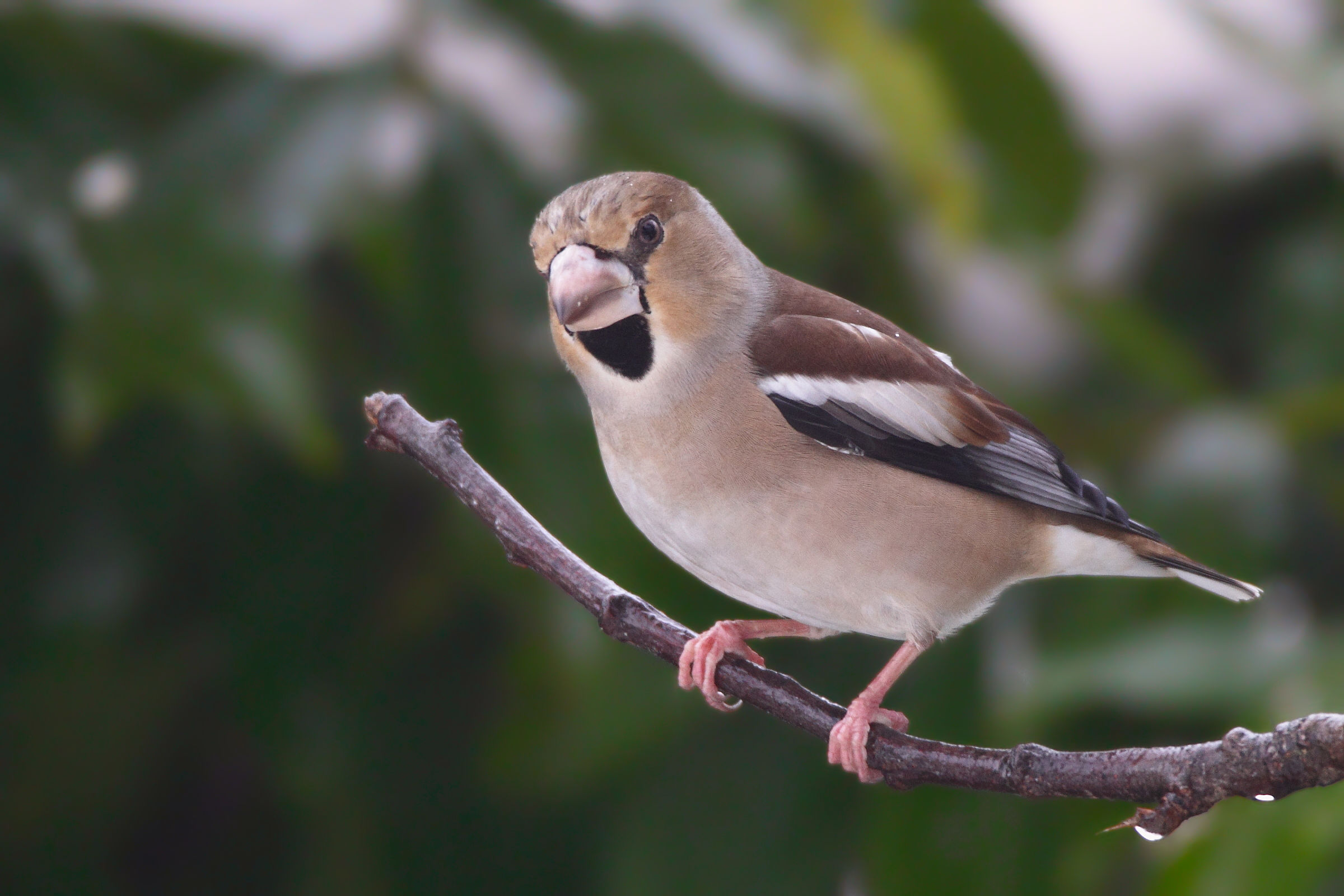 Again the Hawfinch