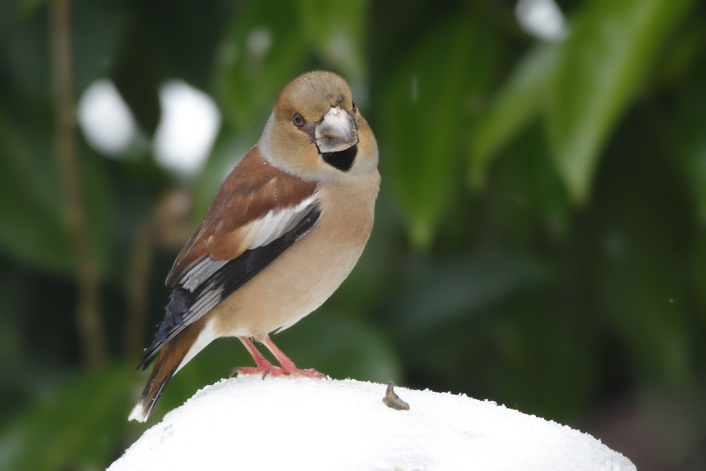 On the snow-covered roof of the cottage house