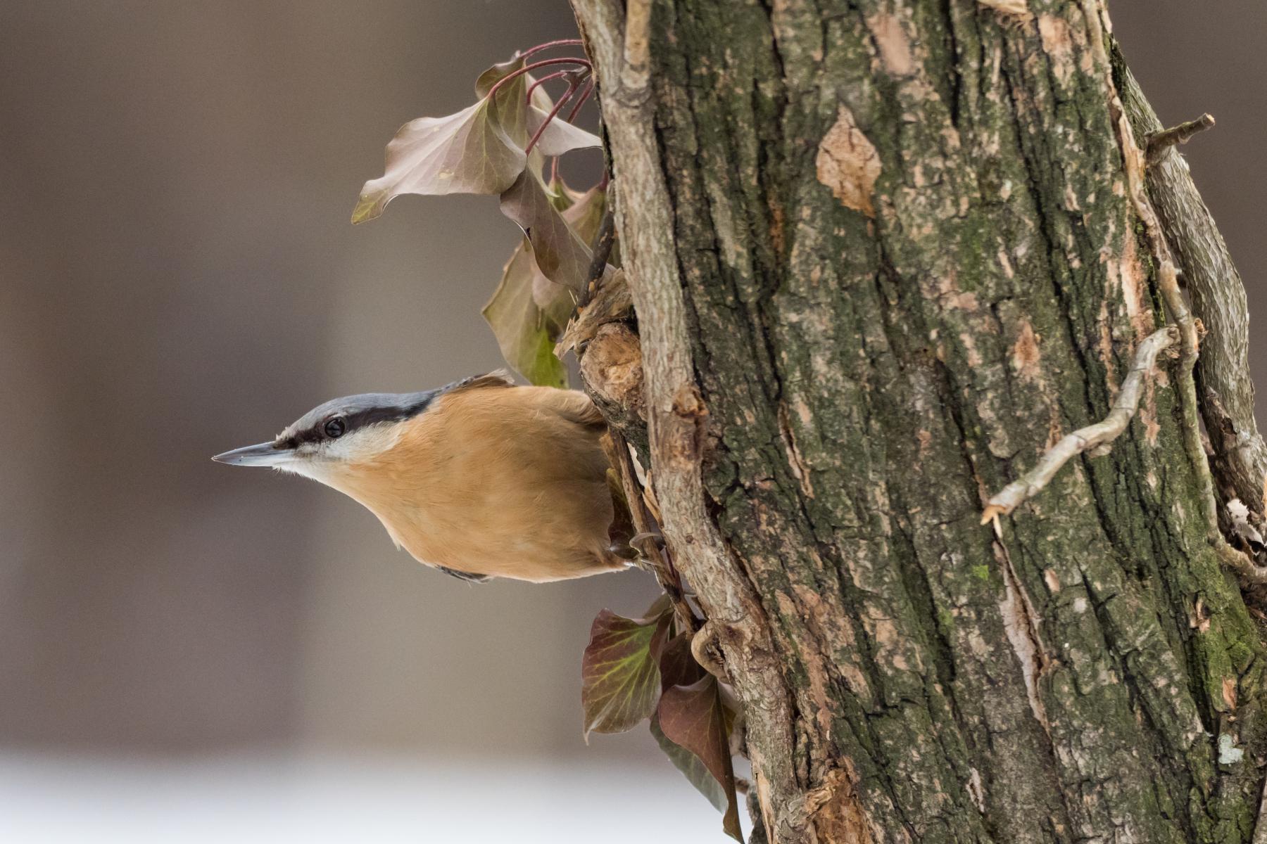 nuthatch
