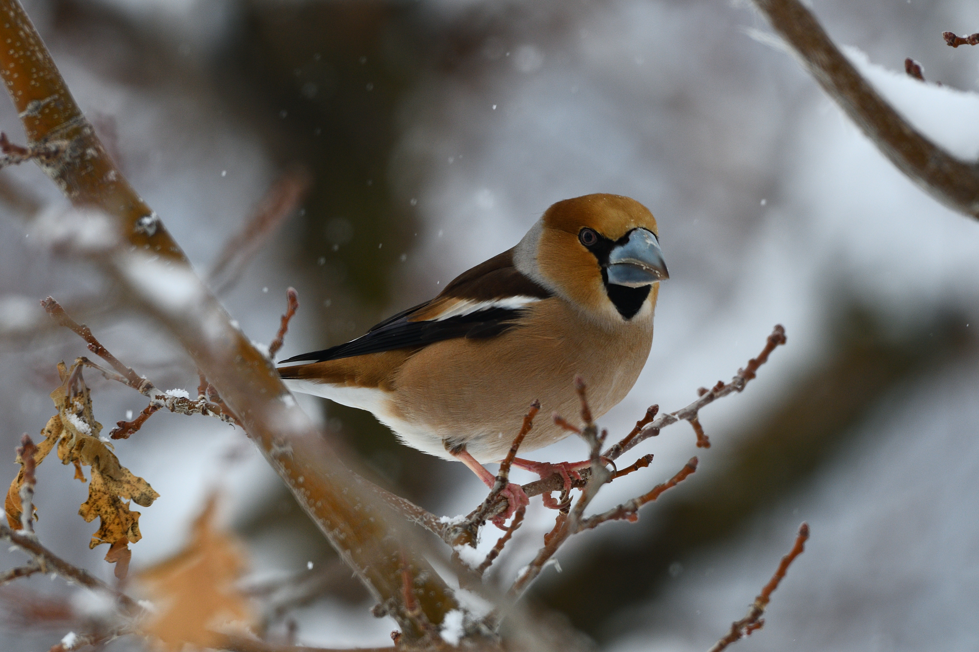 Hawfinch under the snow