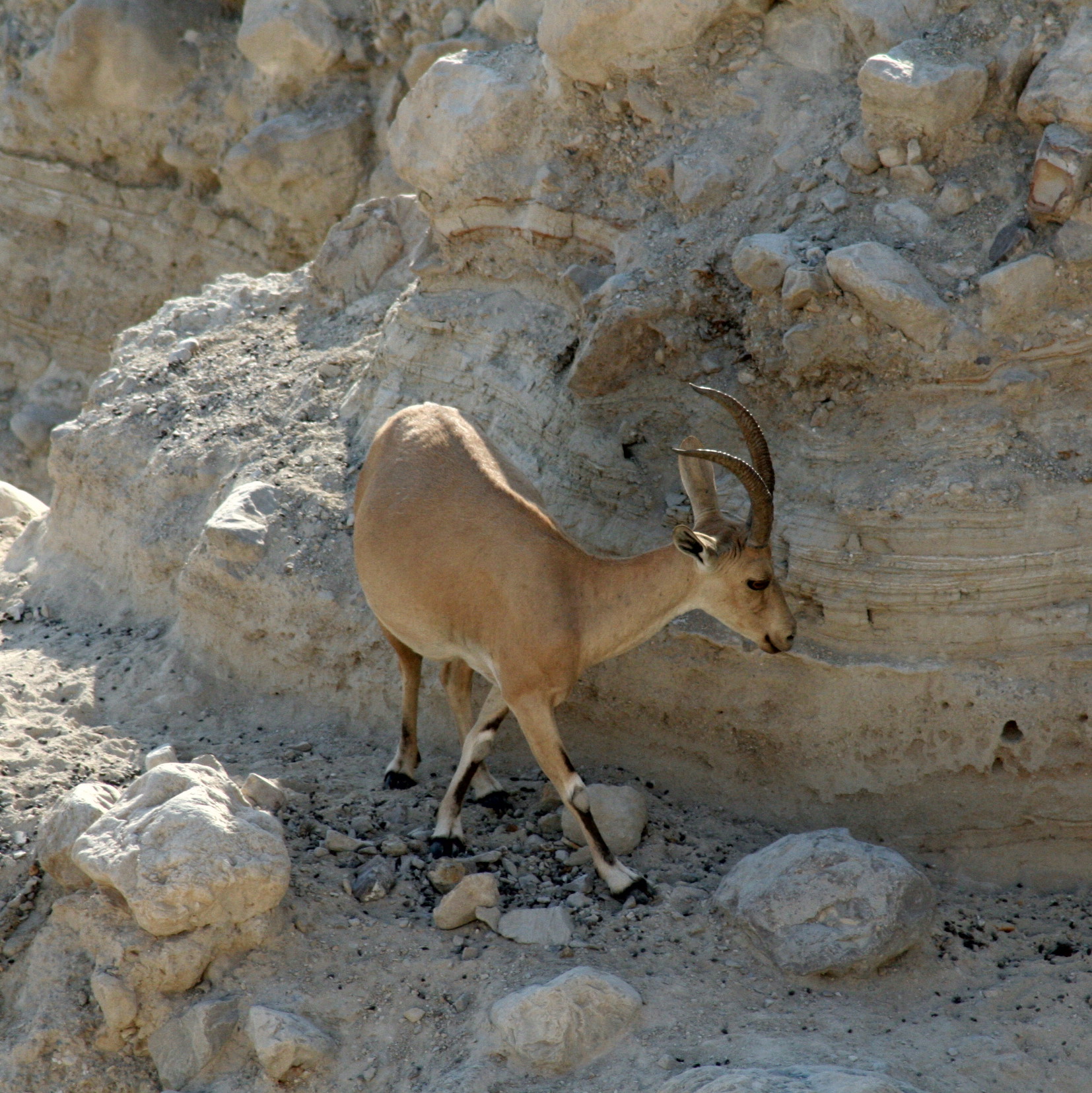 Ibex