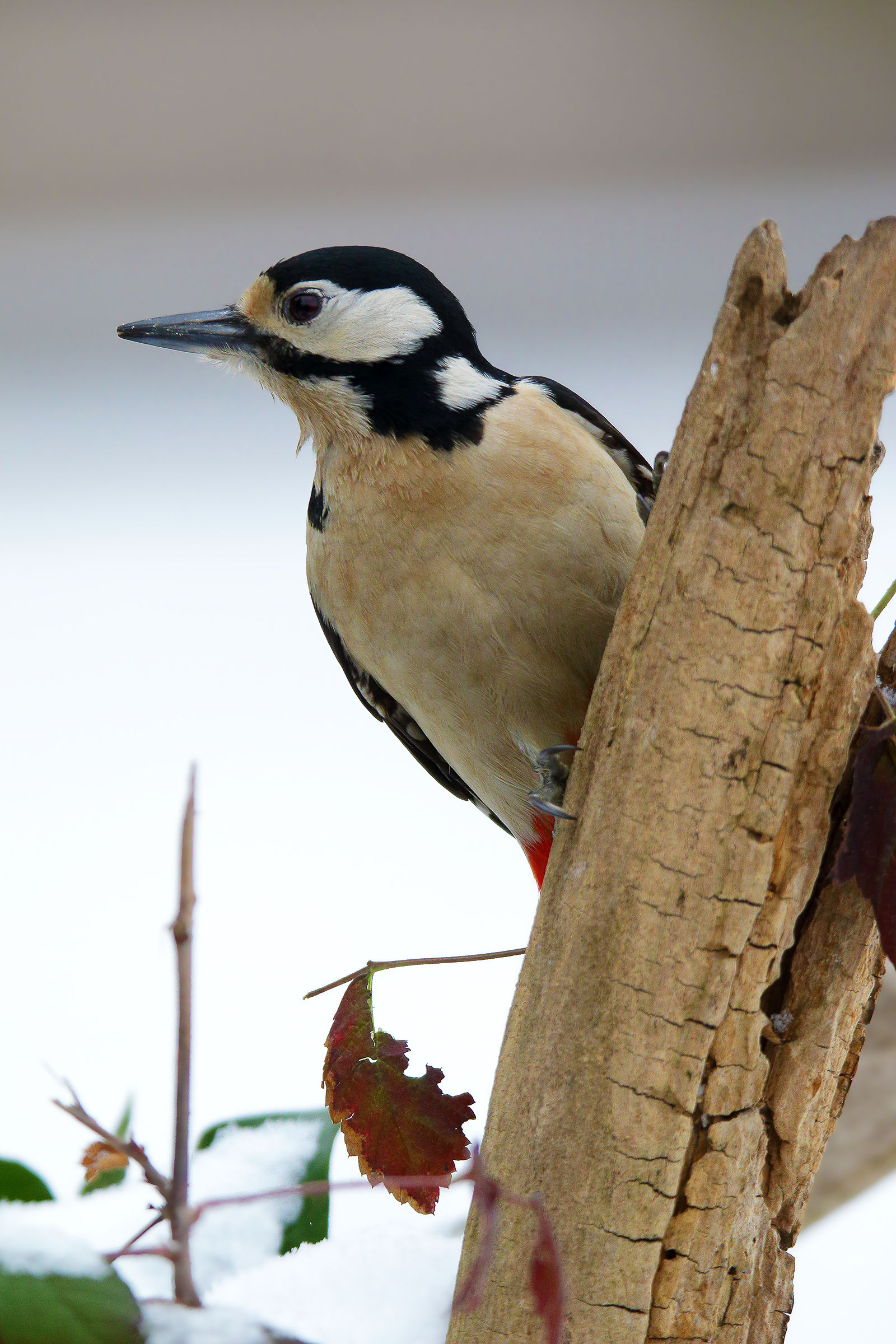 woodpecker in the snow1