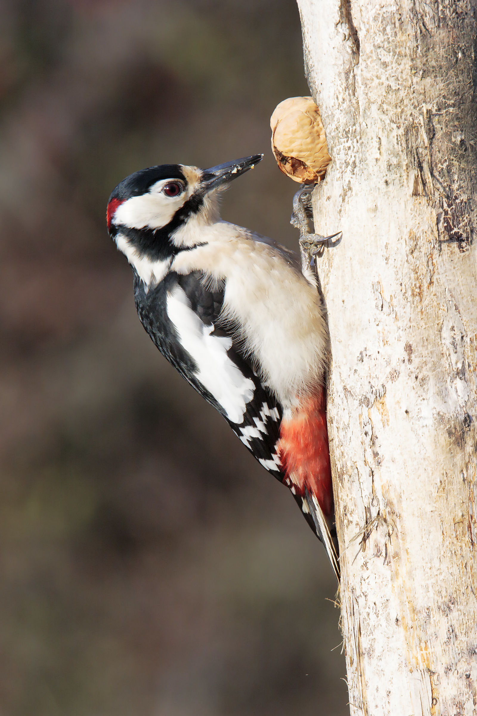Picchio rosso con noce