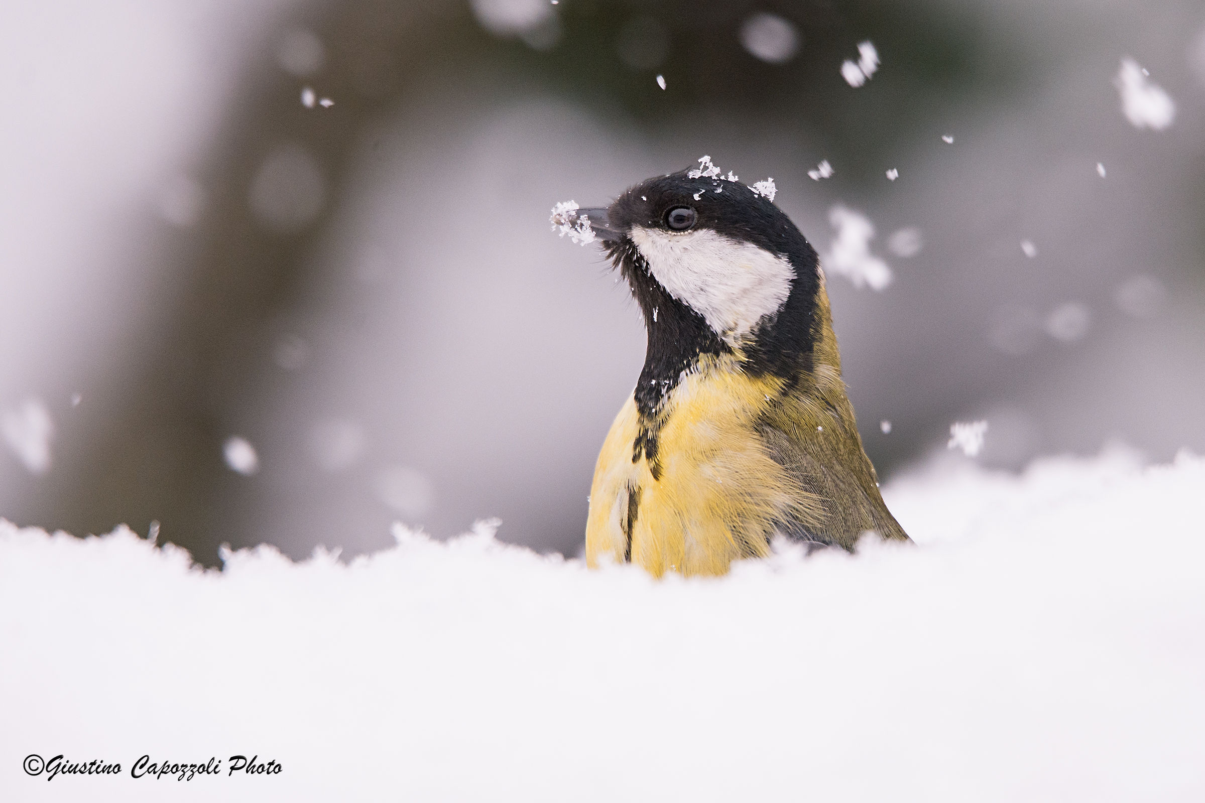 great tit under the snow