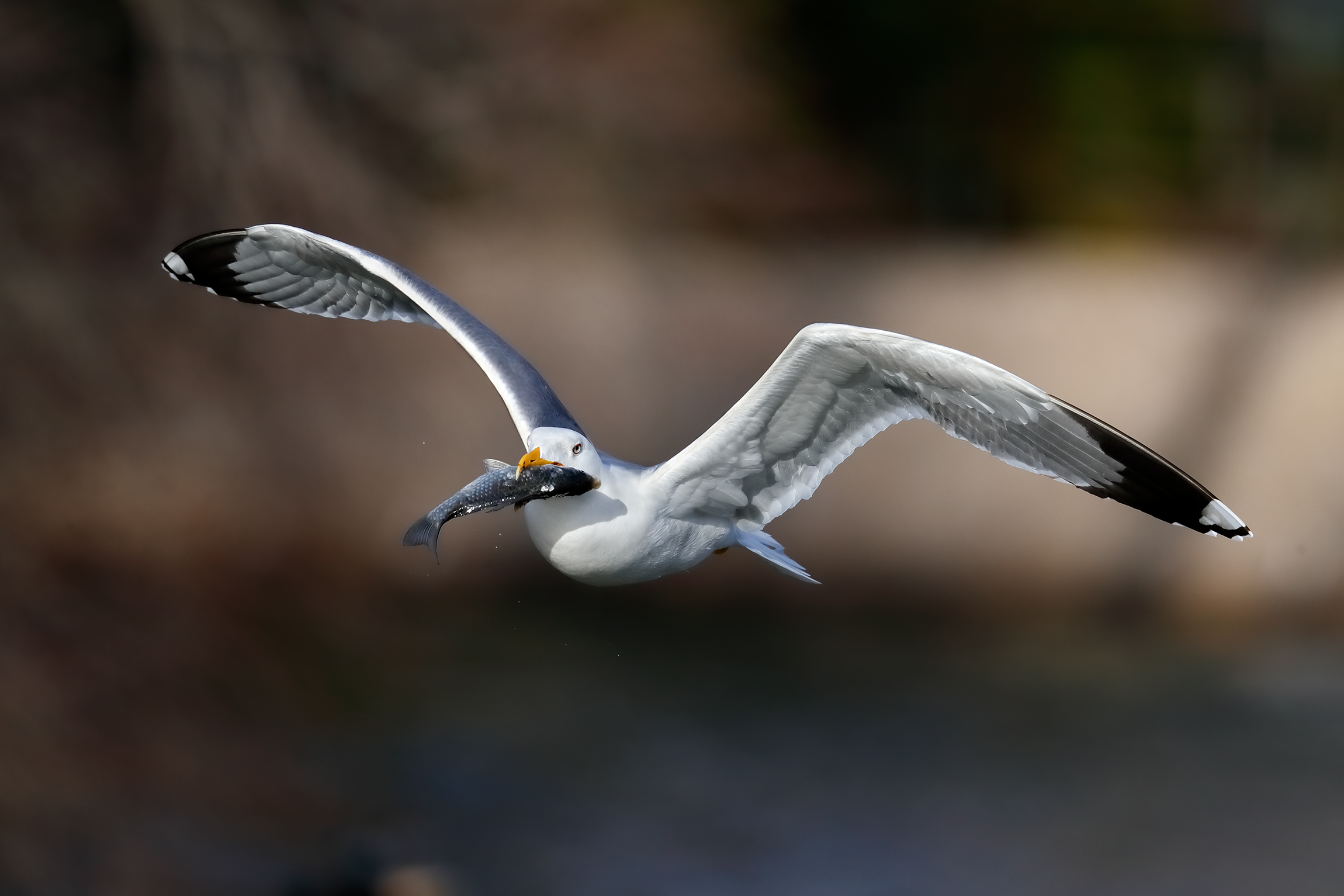 The seagull and the carp